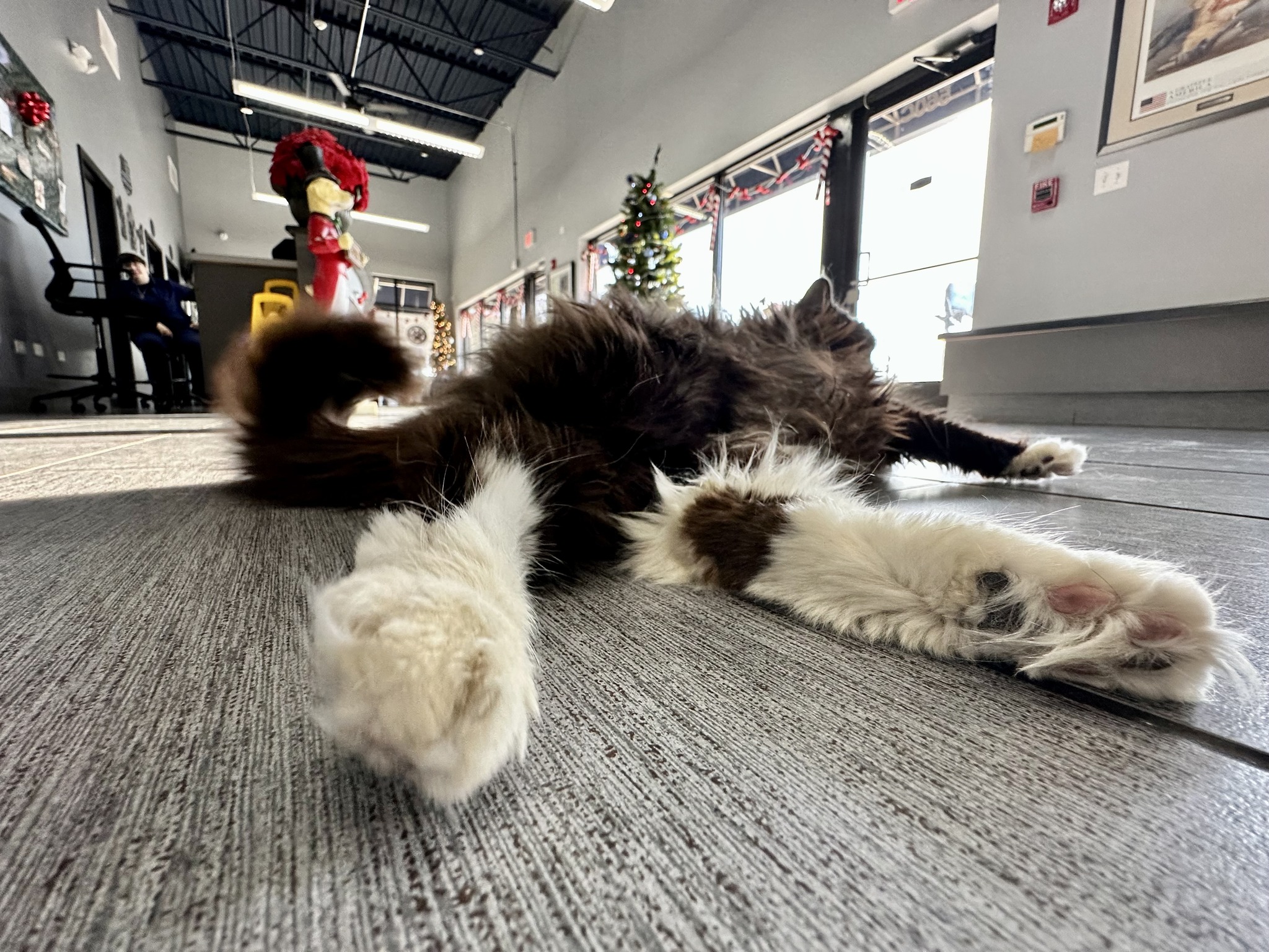 Partners and Paws Veterinary Services Lisle