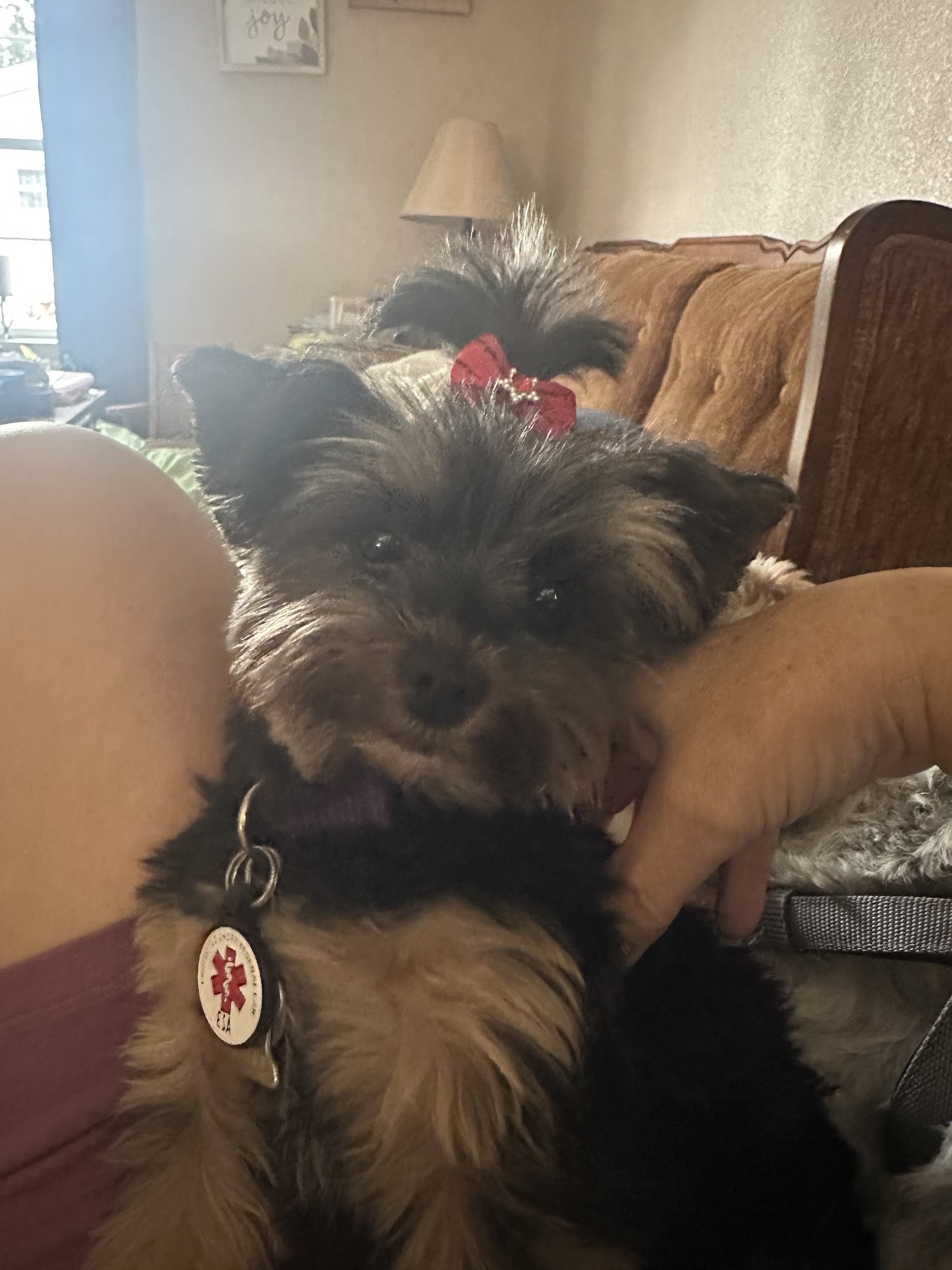 K-9 & Cat Salon Litchfield