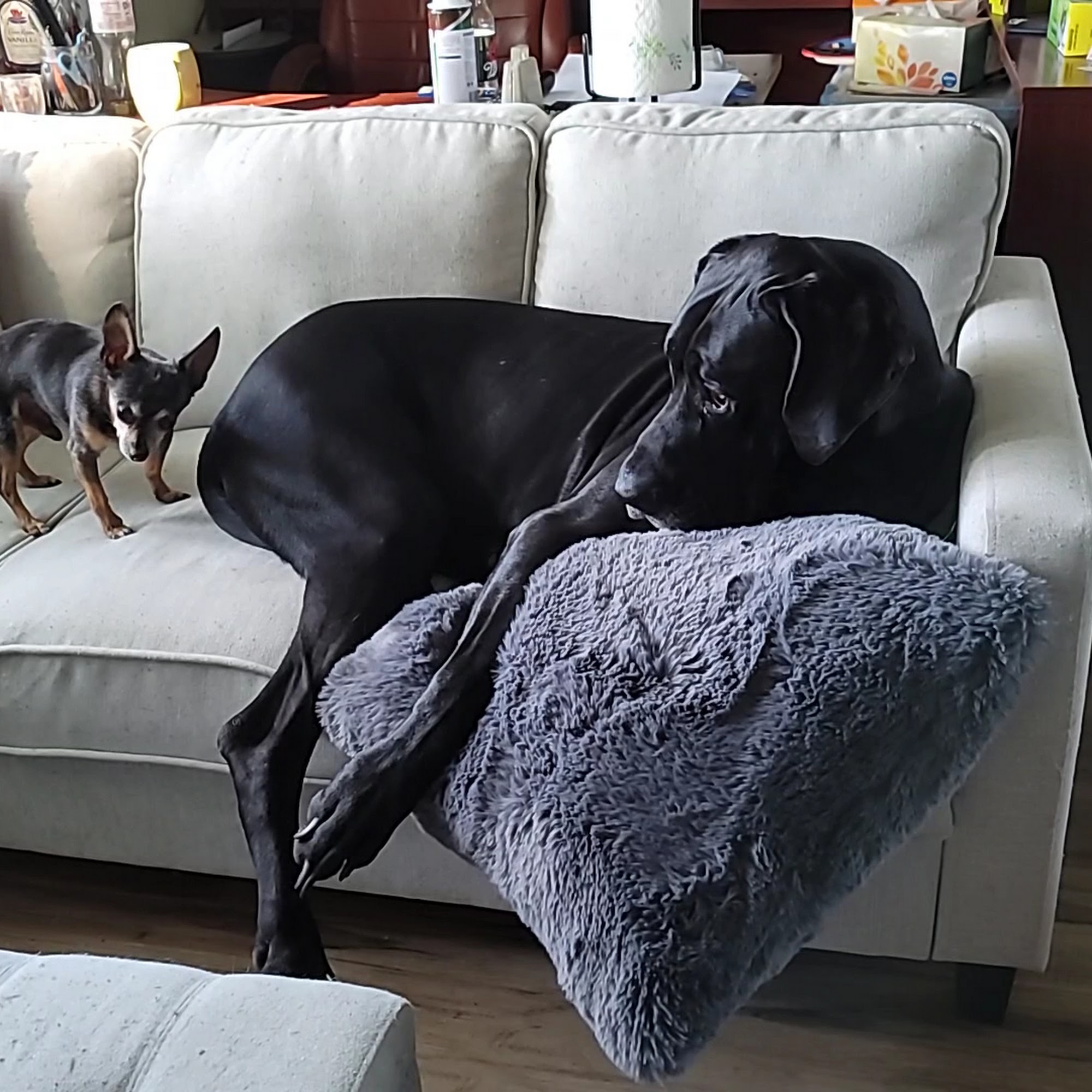 Lockport Animal Hospital Lockport