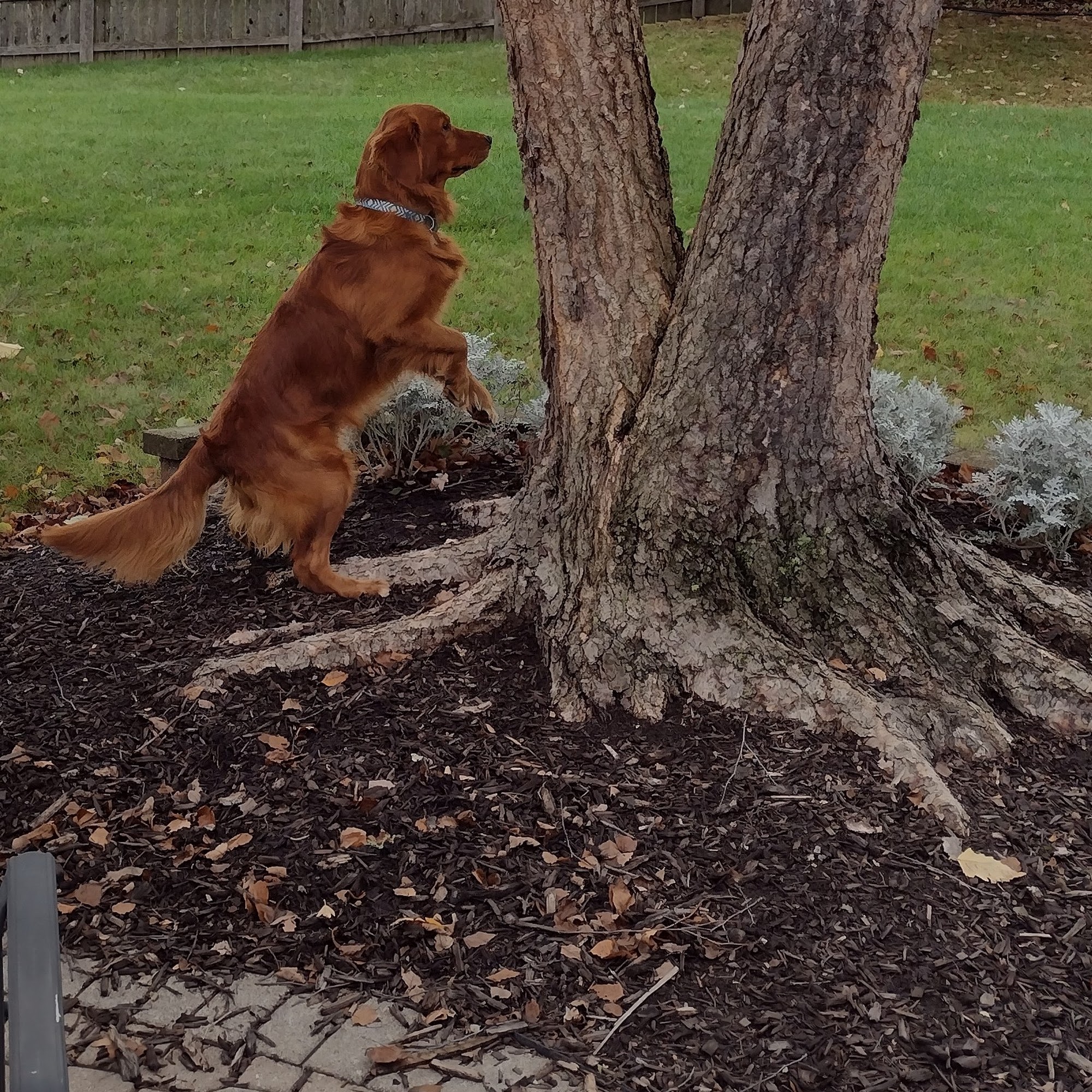 All Pets Hospital: Pelkey Spiewak Heather DVM Lockport