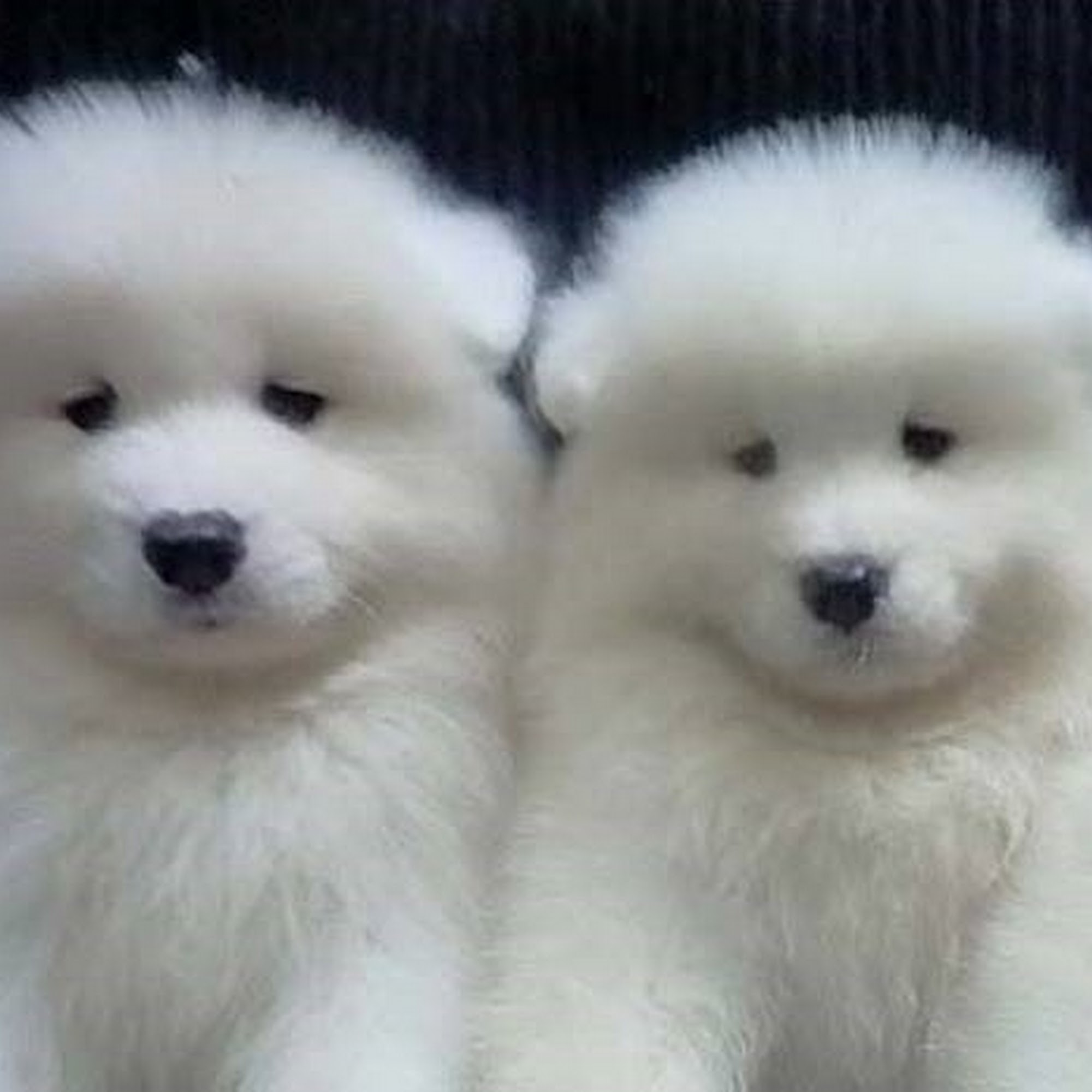 Kabeara Samoyeds Lockport