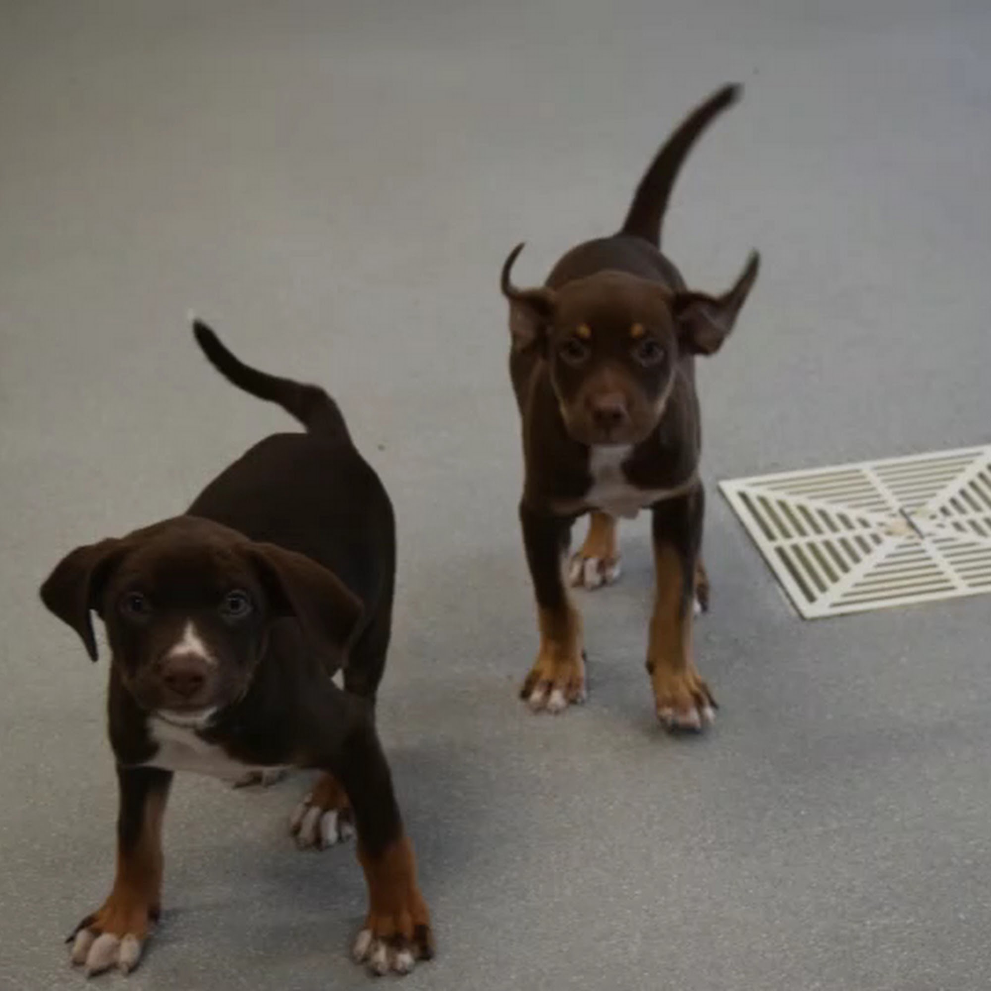 Carriage Animal Hospital Lombard