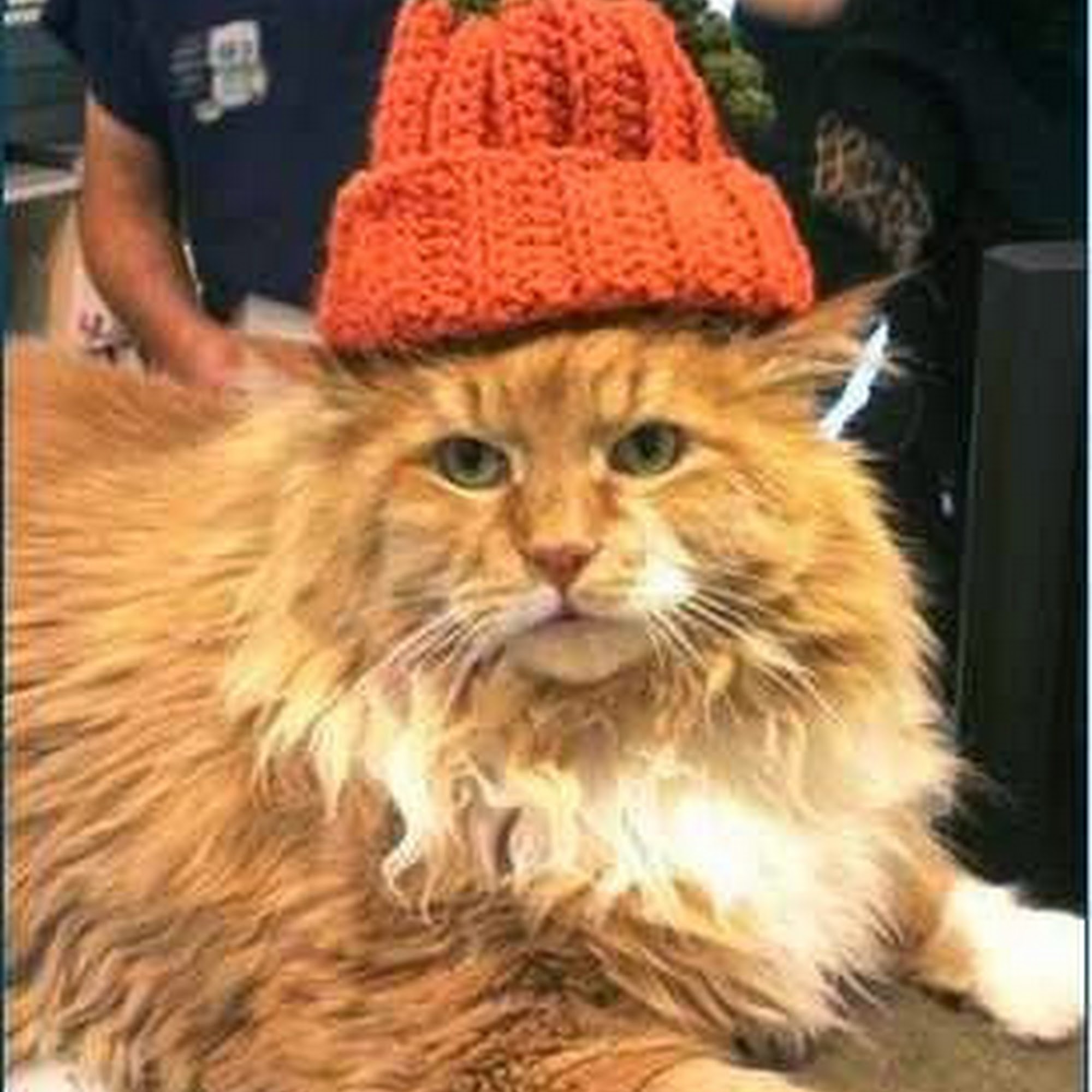 Lombard Animal Clinic, P.C. Lombard