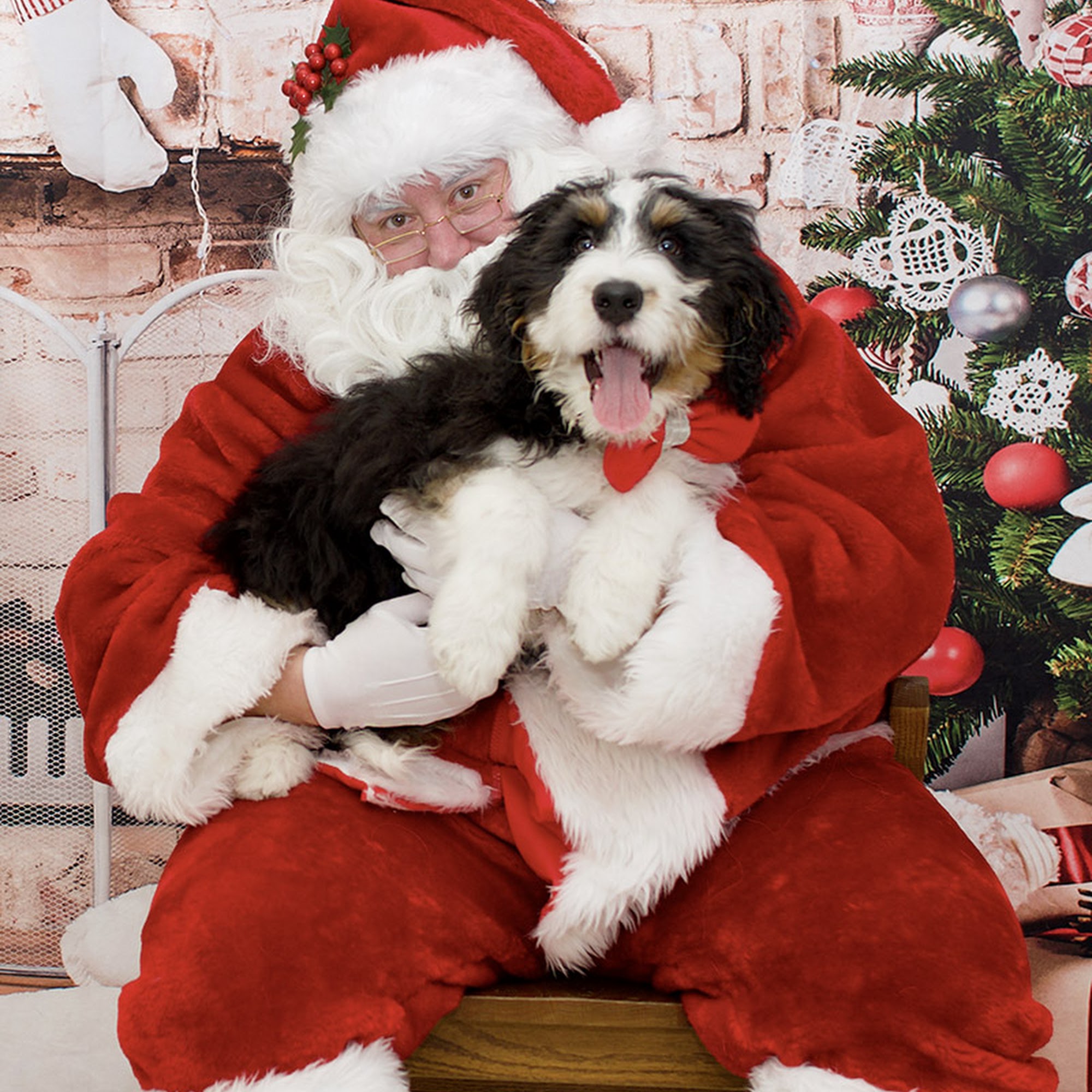 Lombard Veterinary Hospital Lombard