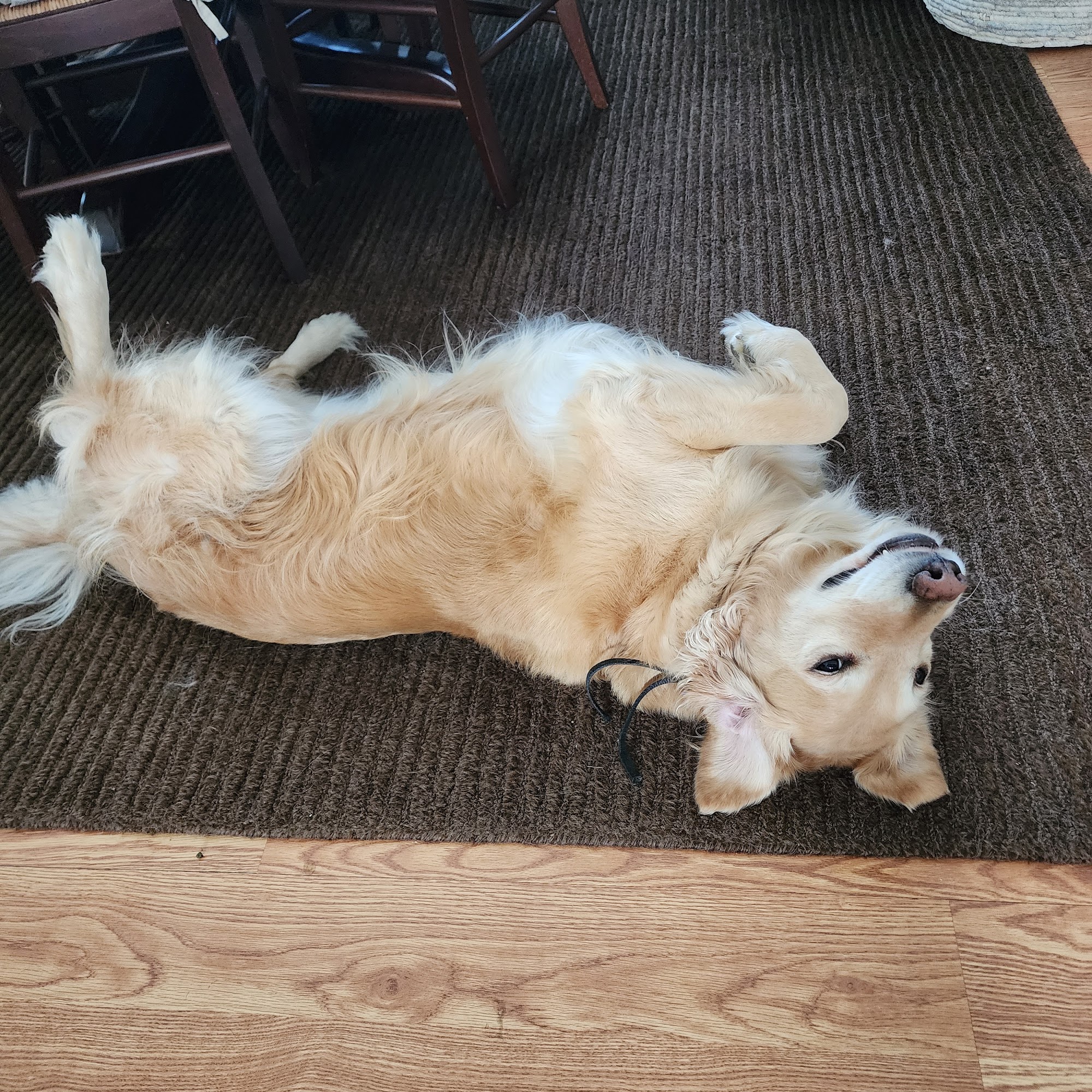 Dr.Sekowski,DVM Lombard veterinarian Lombard