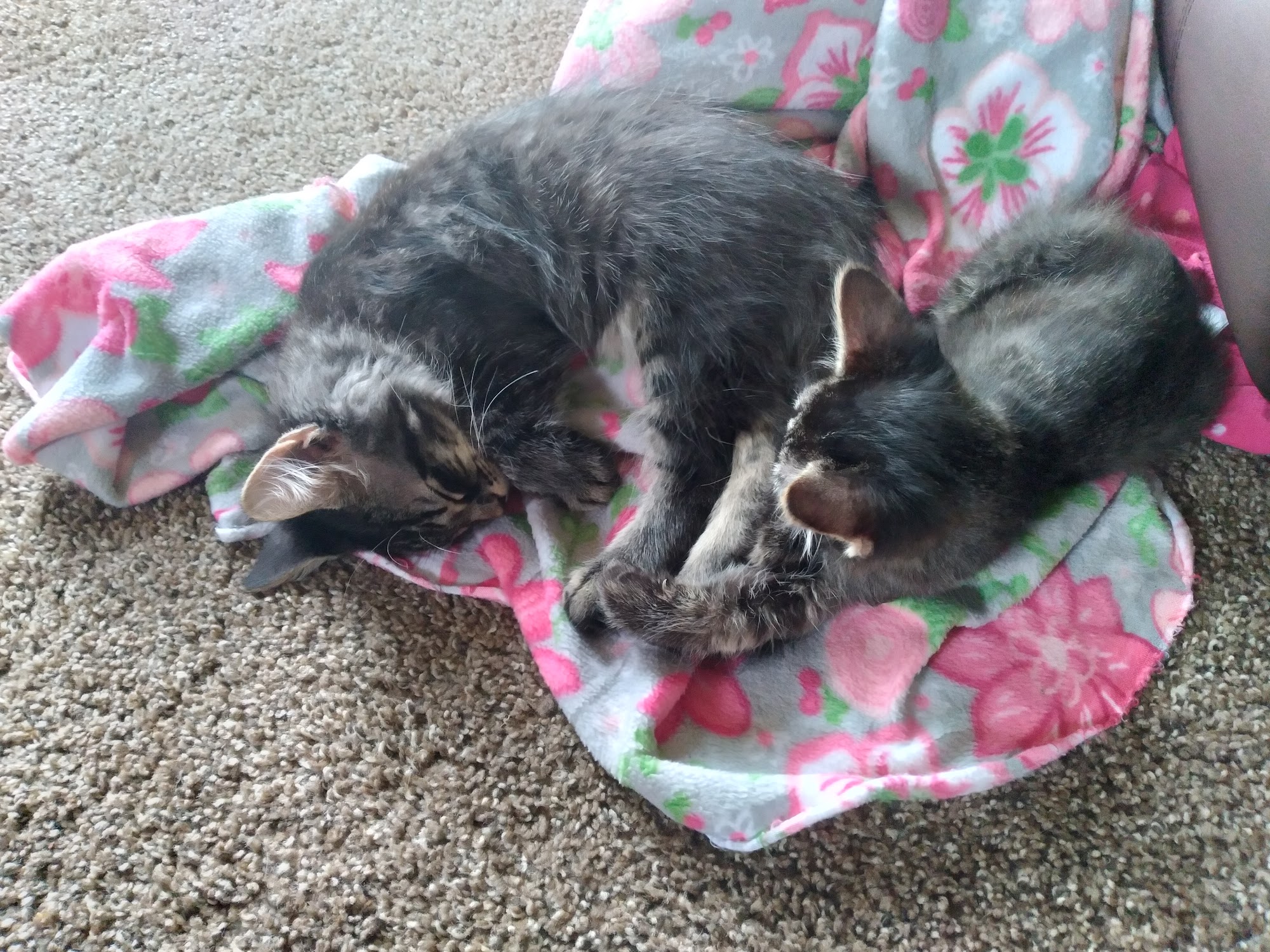 Willow Ridge Animal Hospital Loves Park