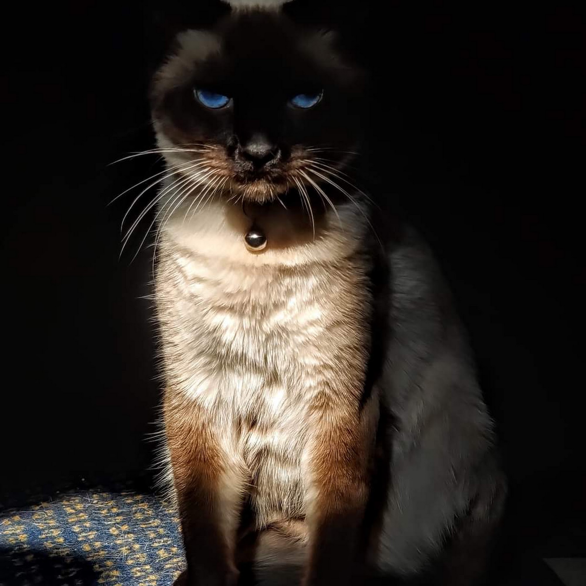 Companion Animal Clinic Loves Park