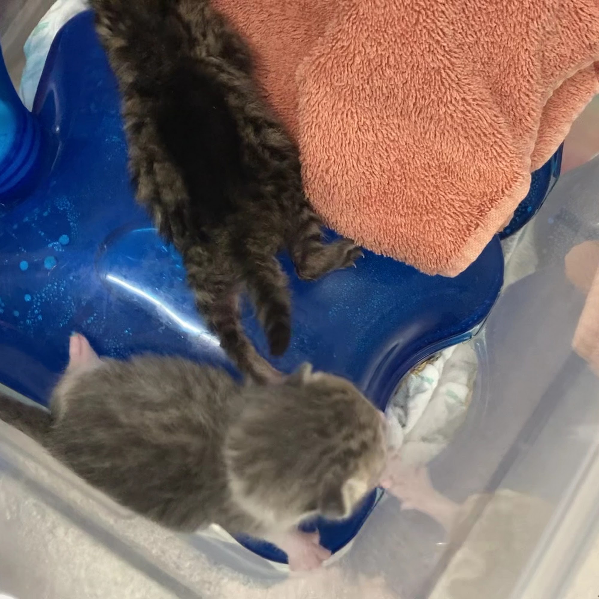 Animal Hospital of Loves Park Loves Park