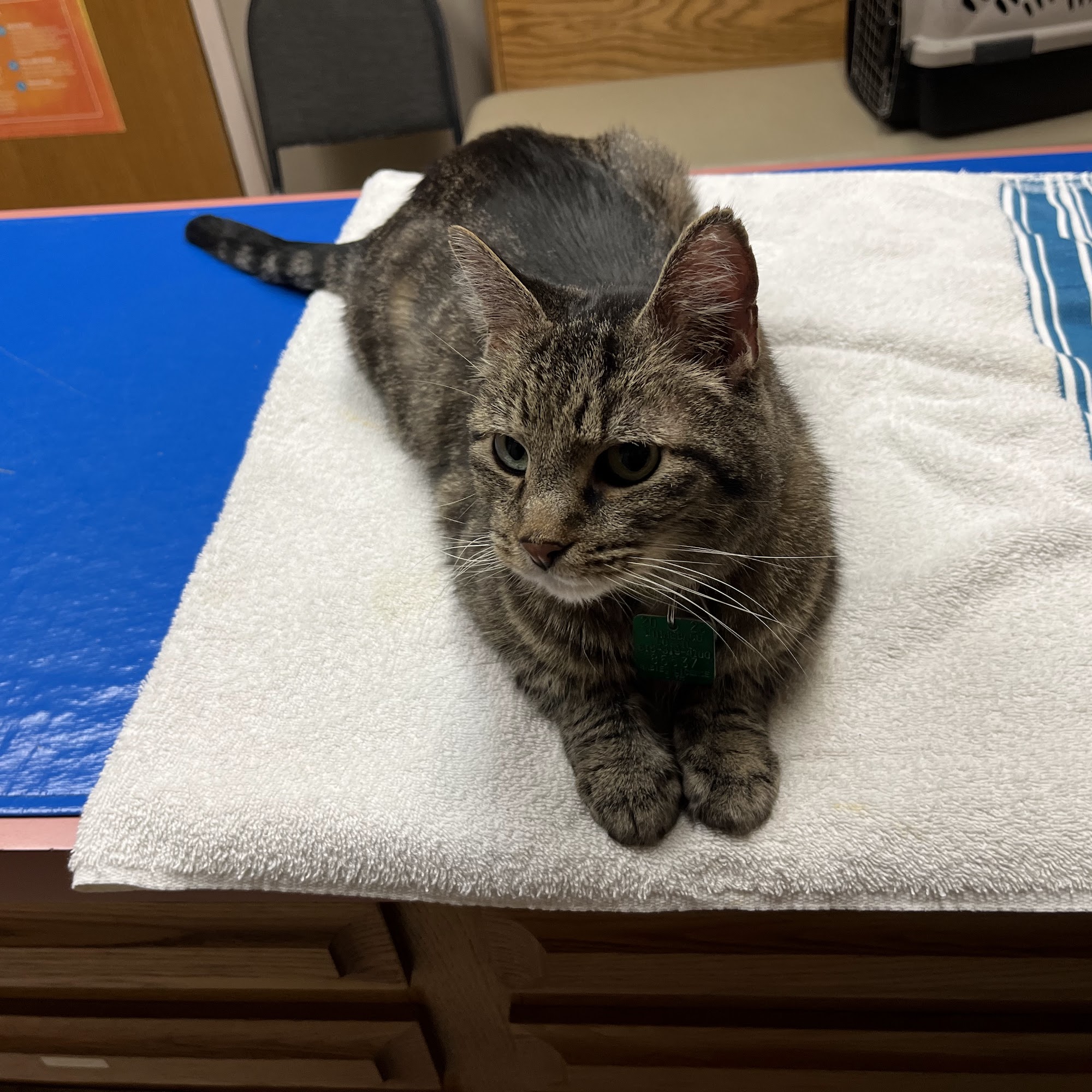 Animal Medical Clinic--North Machesney Park