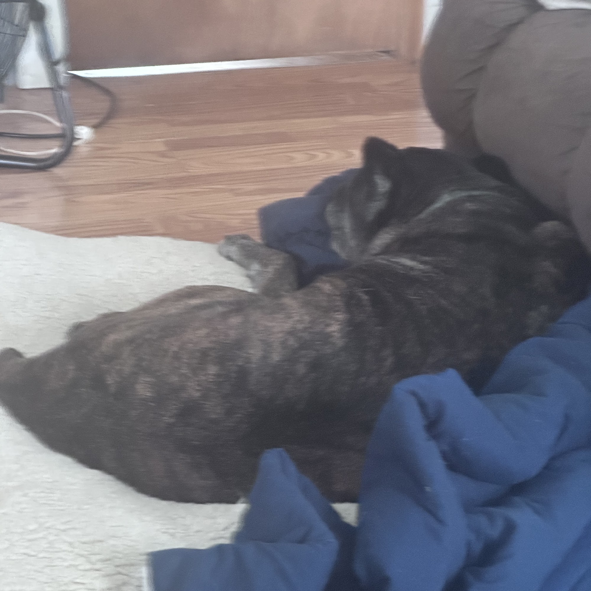 Charles E. Lotz, D.V.M. Macomb