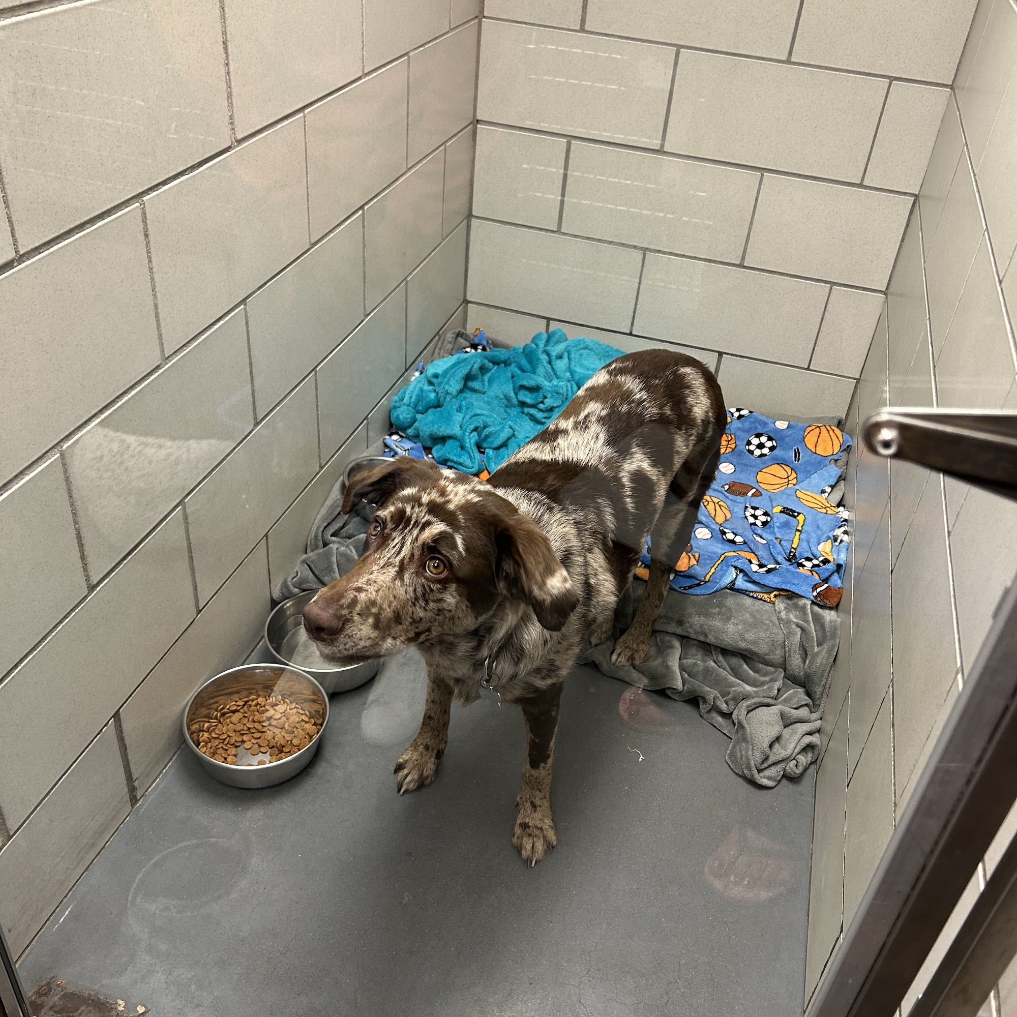 All Pets Veterinary Clinic Macomb