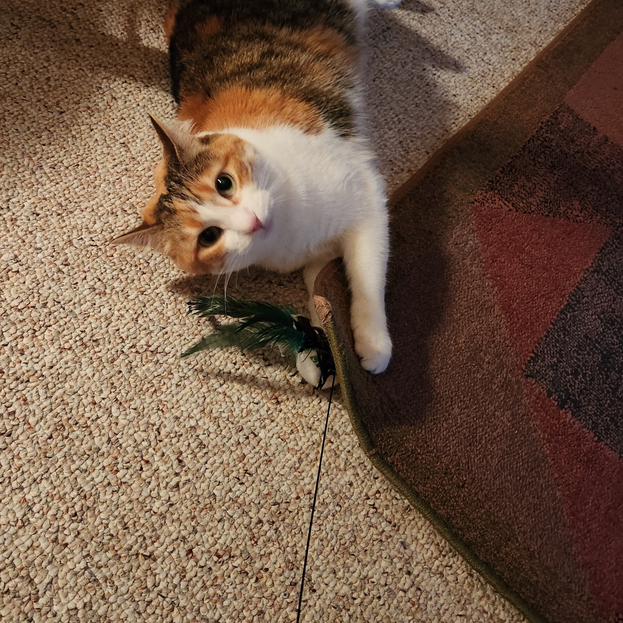 Creature Comforts Animal Hospital Mahomet