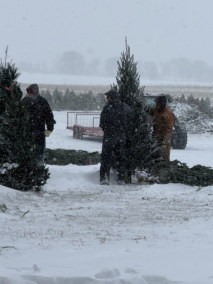 Talbotts Christmas Tree Farm Manito