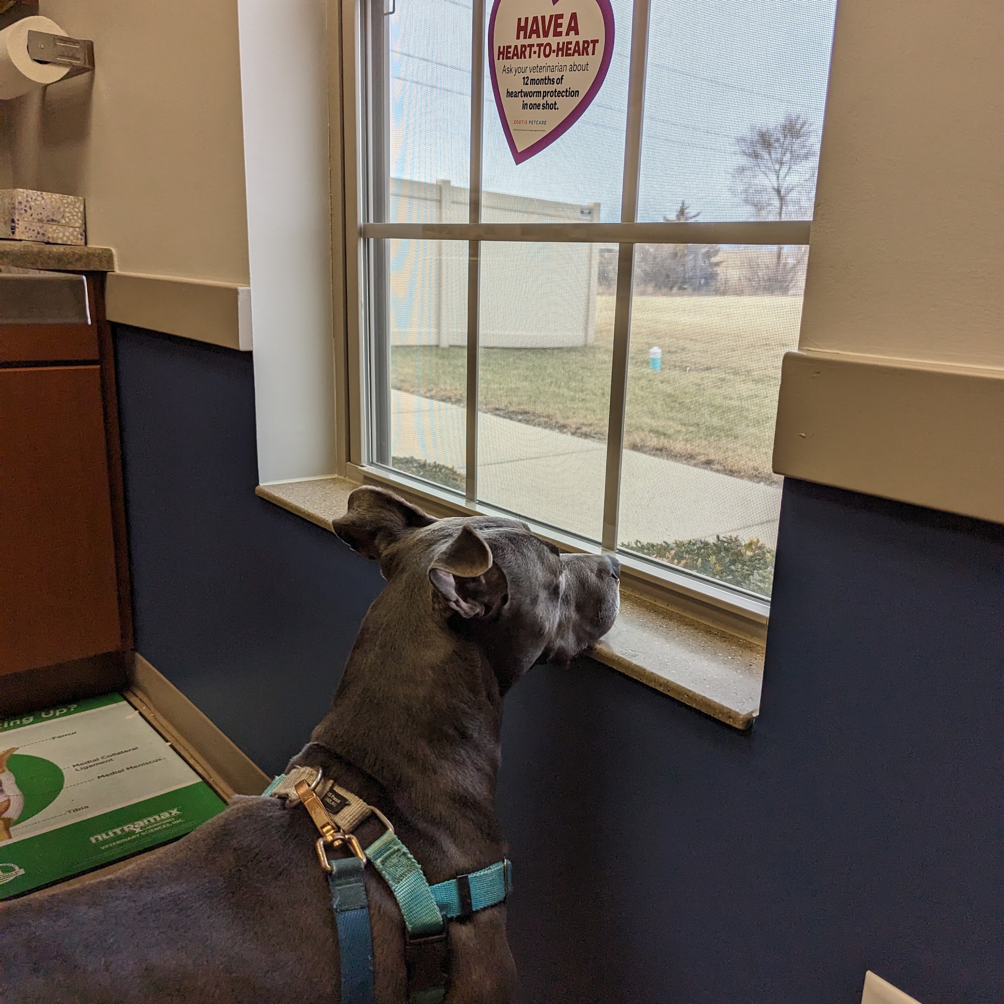 South Creek Animal Hospital Manteno