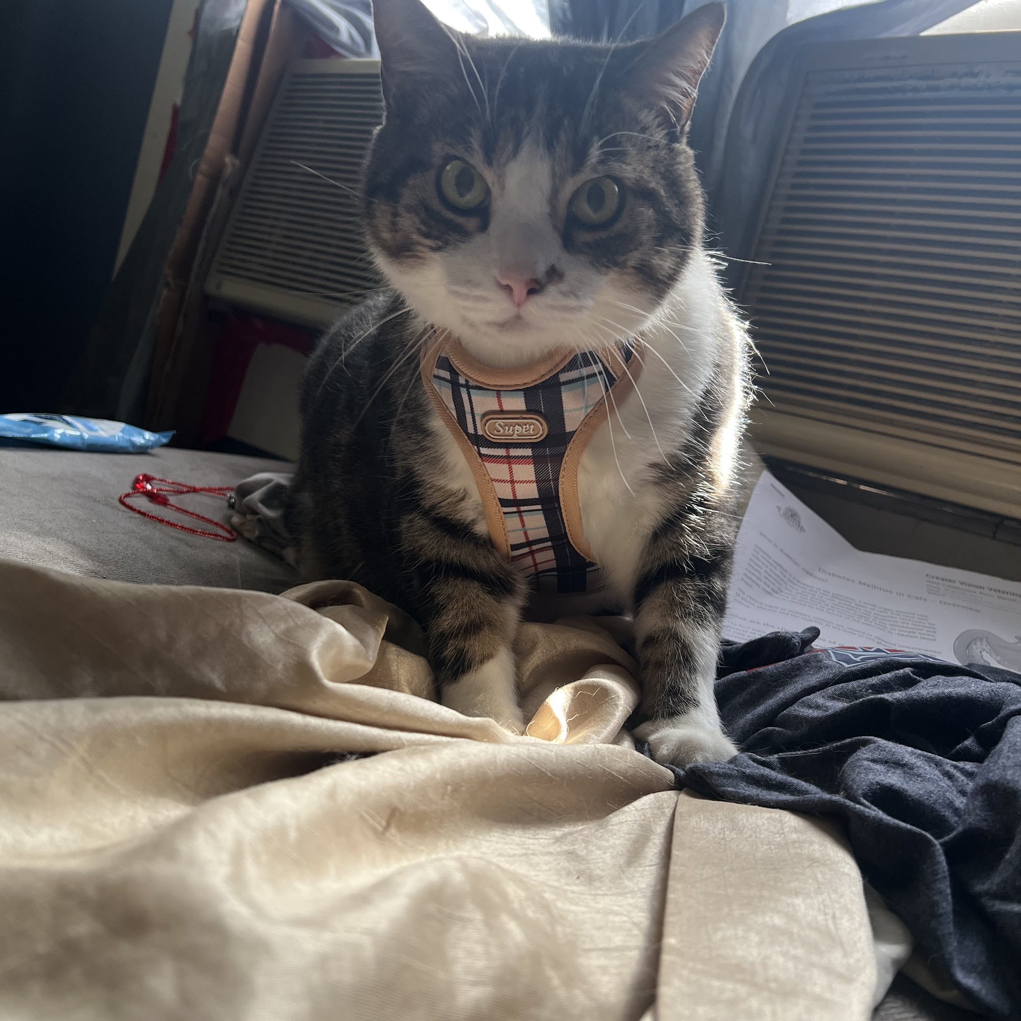 Marion Veterinary Clinic Marion