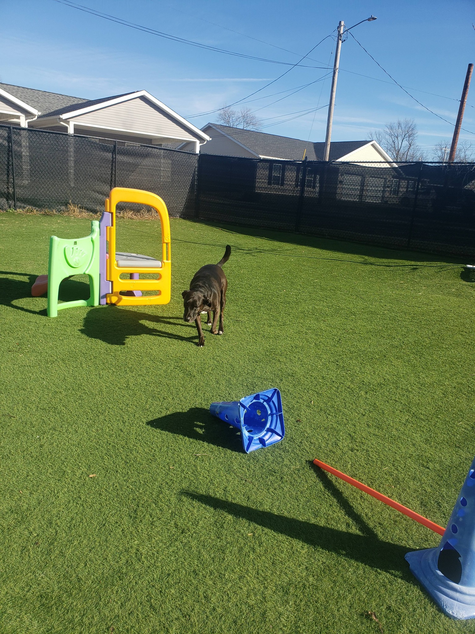 Doggie Stylez Inc Marion