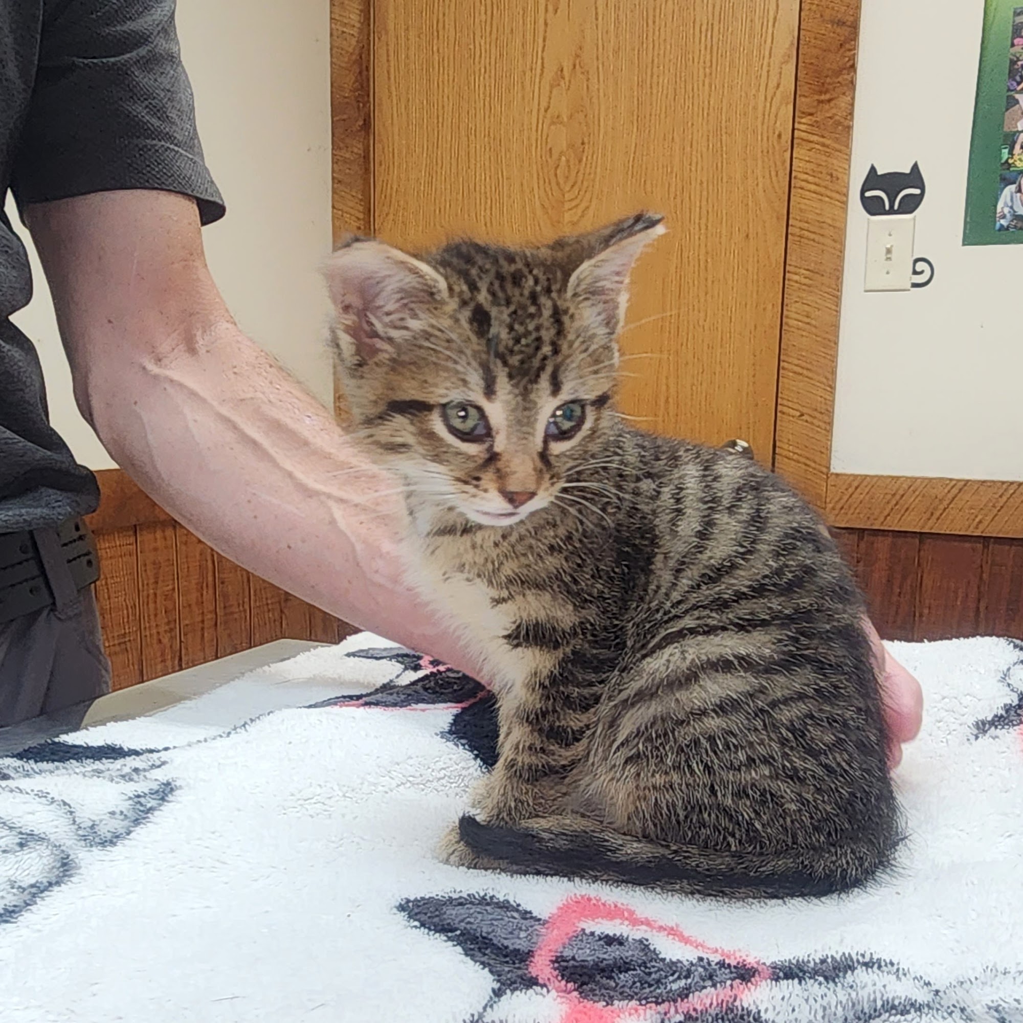 Animal Care Clinic Marshall