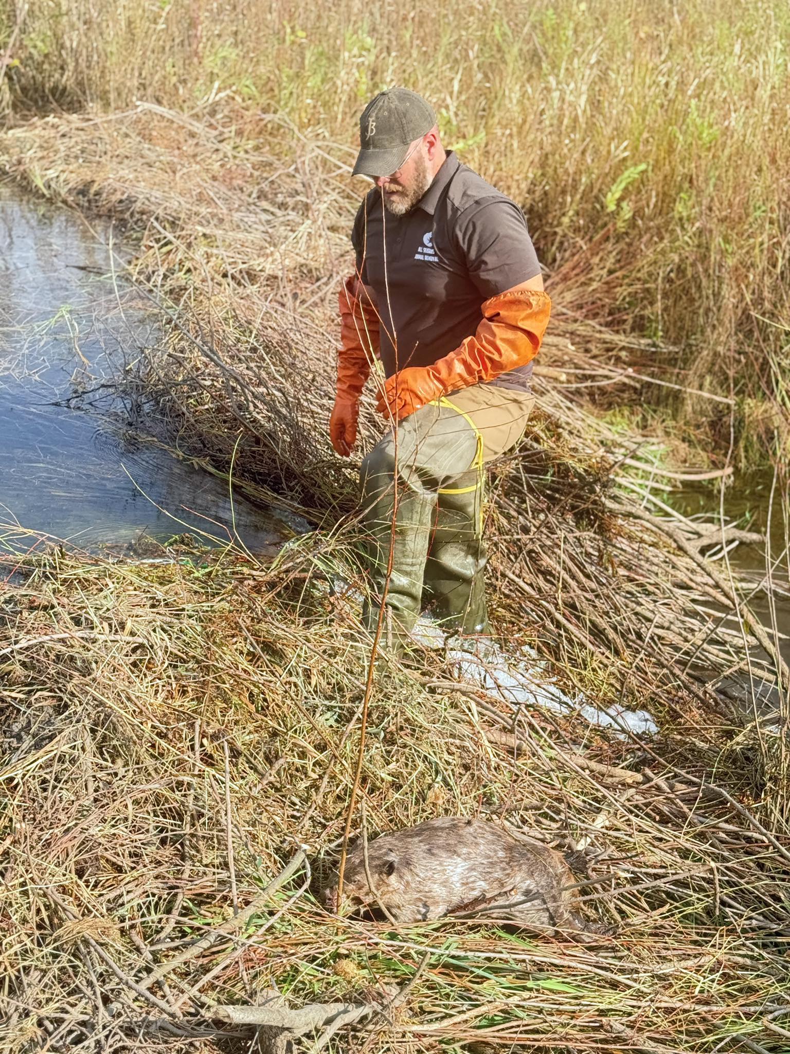 All Season's Wild Animal Control 2120 E 2800 North Rd, Martinton Illinois 60951