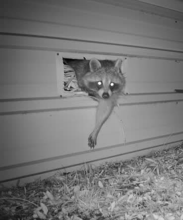 All Season's Wild Animal Control