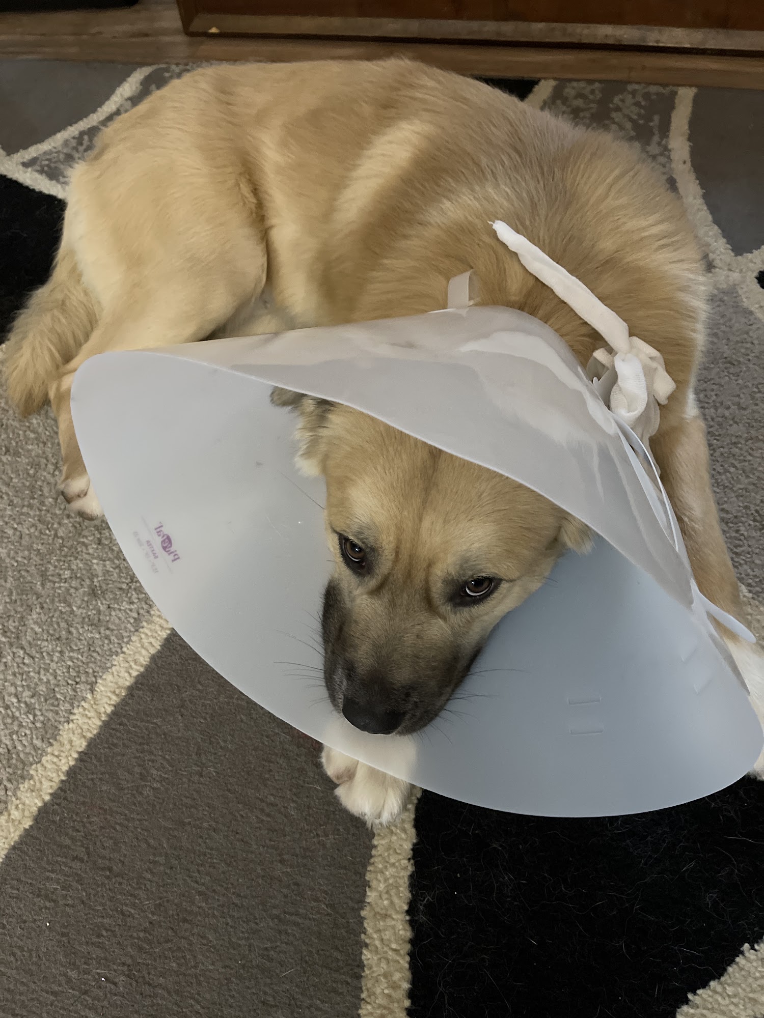 South Suburban Spay and Neuter Clinic Matteson