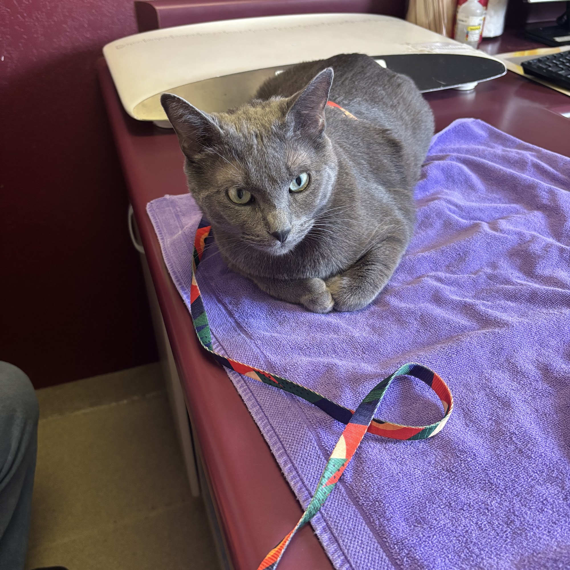 Clyde's Animal Clinic Mattoon