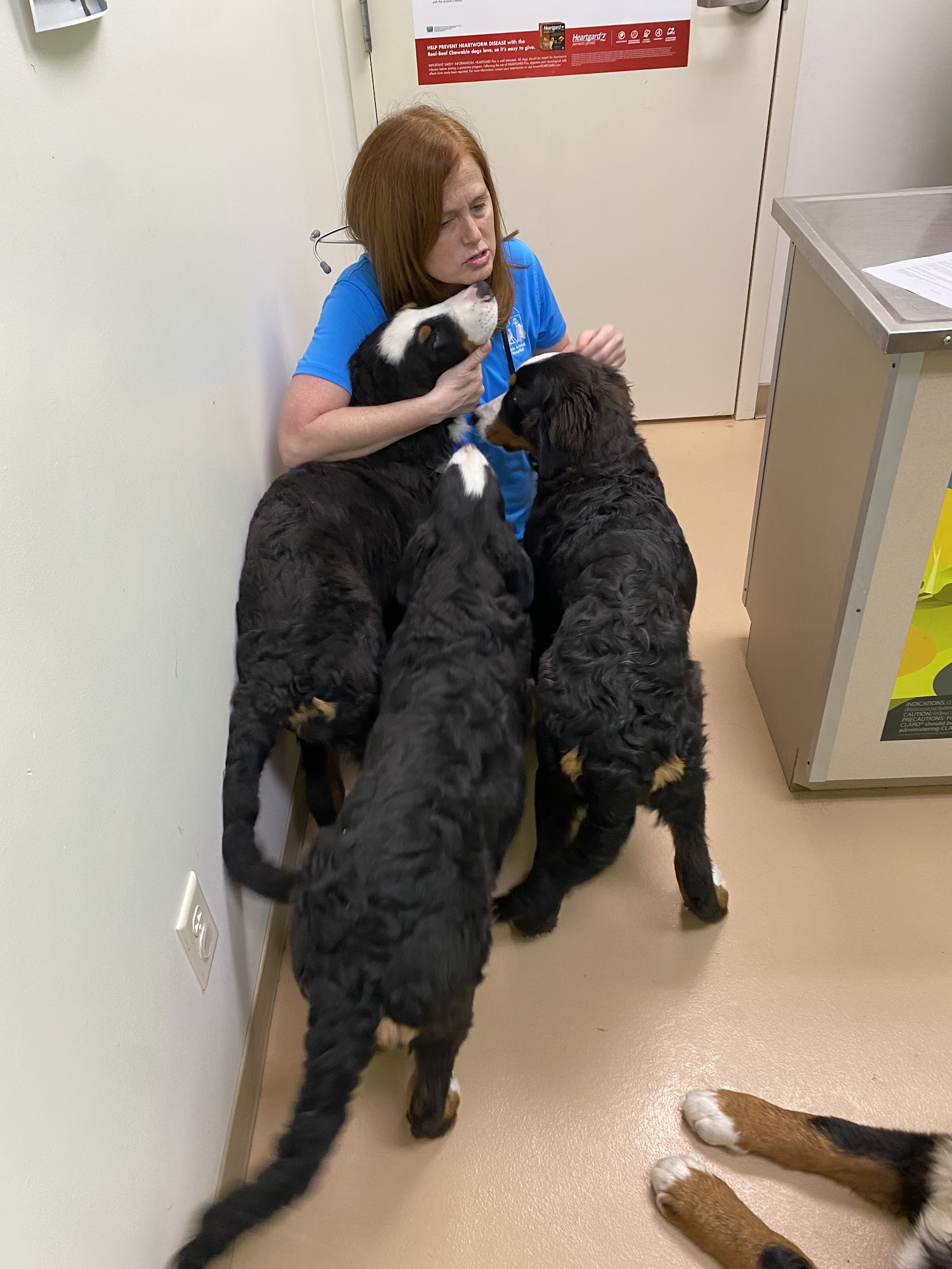 Albin Animal Hospital Mattoon Mattoon