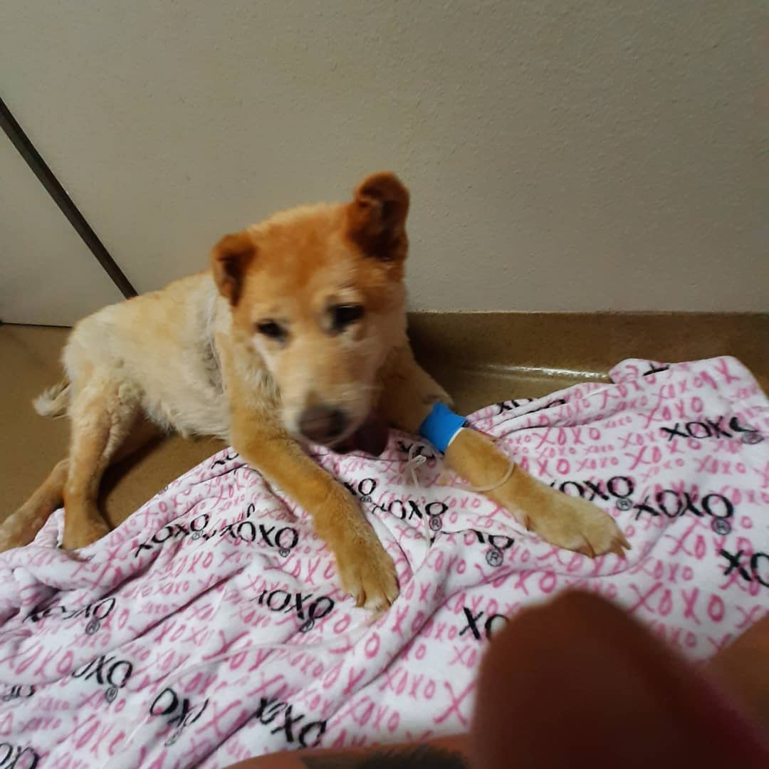 Wizard of Paws Dog Rescue