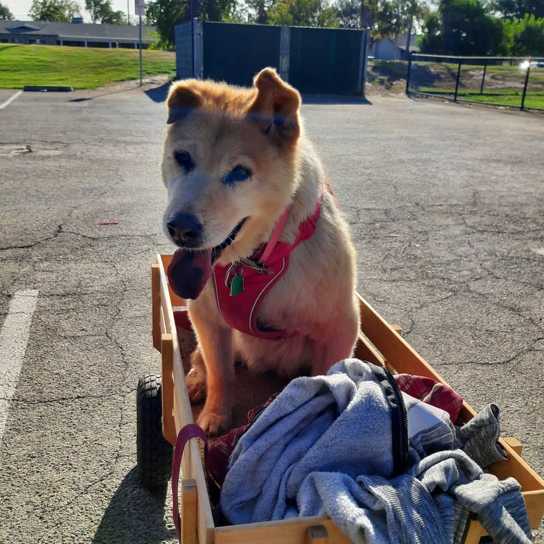 Wizard of Paws Dog Rescue