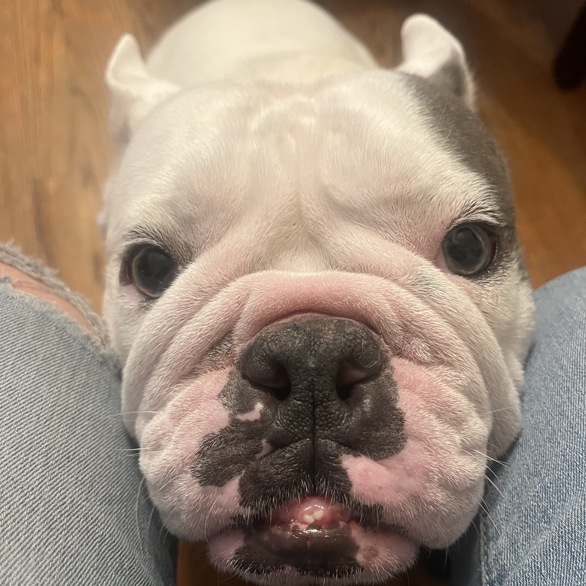 McHenry Pet Hospital McHenry