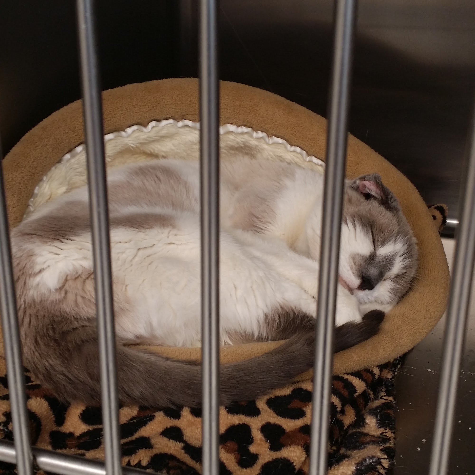 Lakeland Animal Hospital McHenry