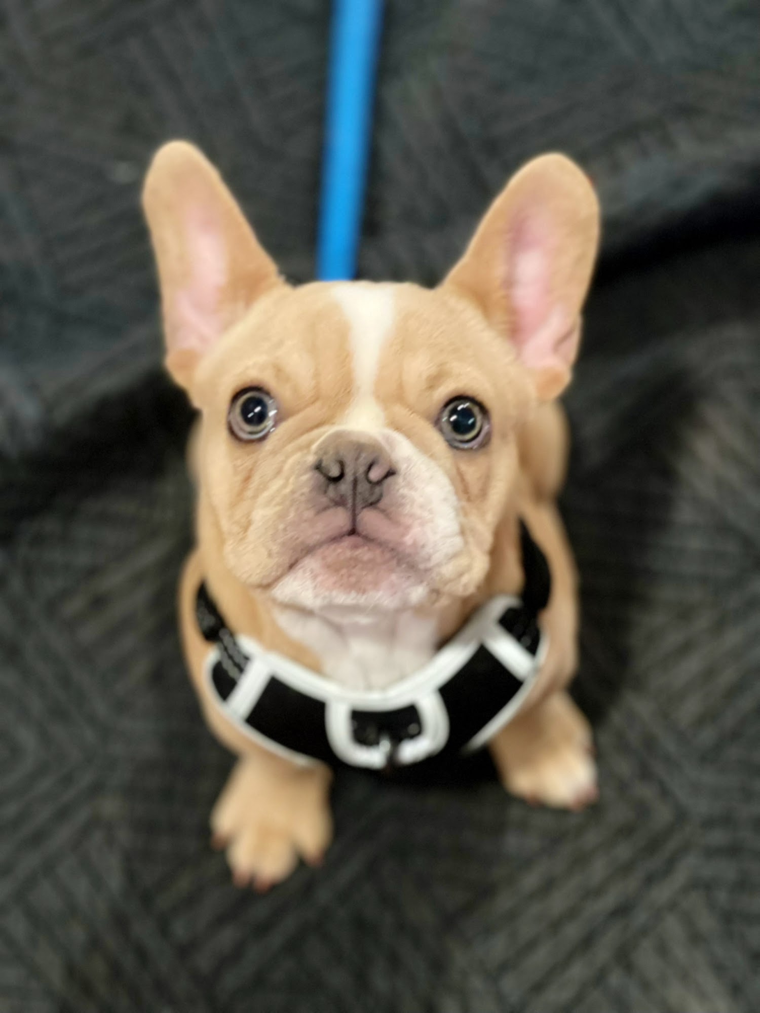 ChicagoLand Dog Training McHenry