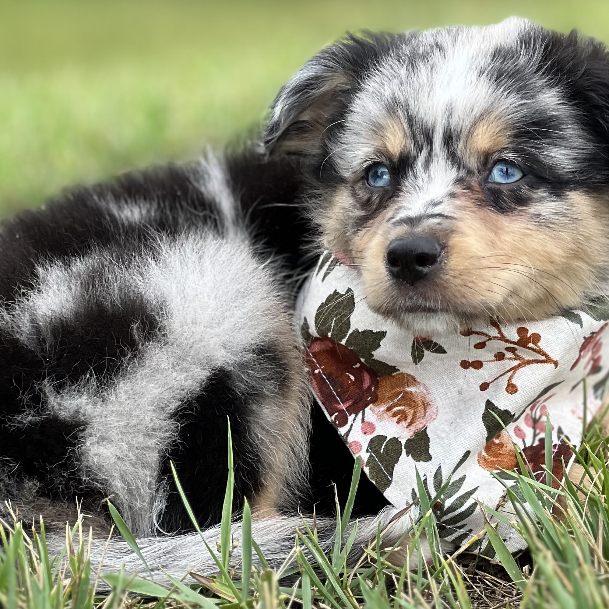 Kickapoo Creek Toy & Mini Aussies 957 N 1075 East Rd, McLean Illinois 61754