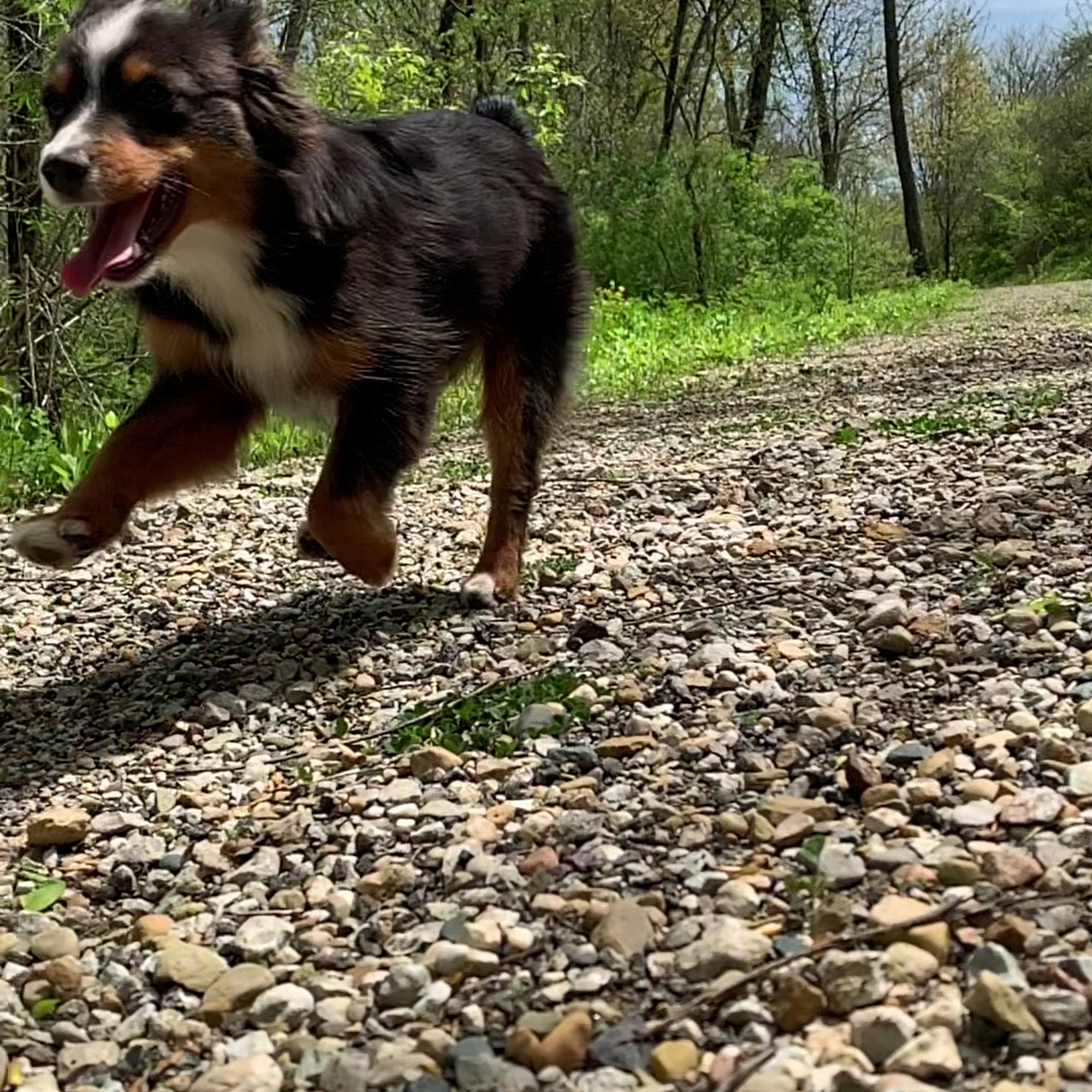Kickapoo Creek Toy & Mini Aussies McLean