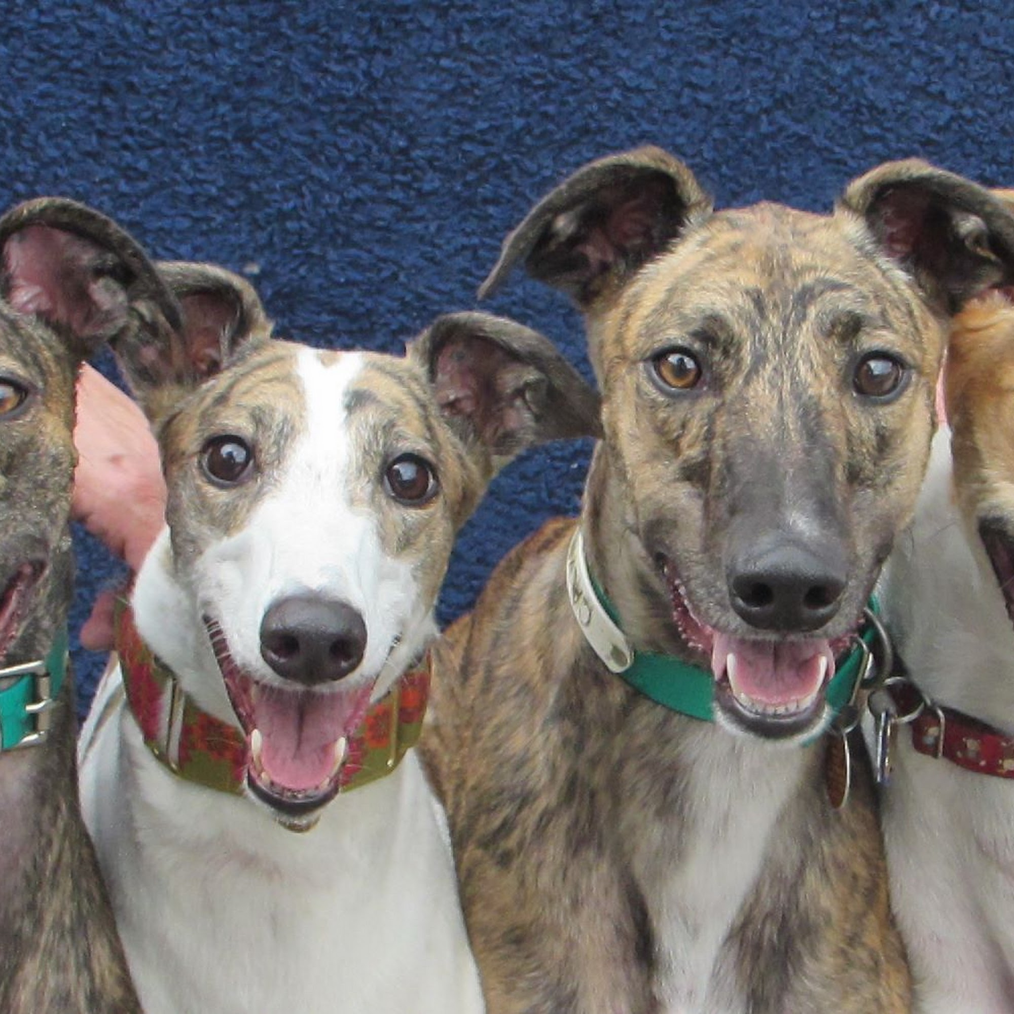 Wilmoore Kennels