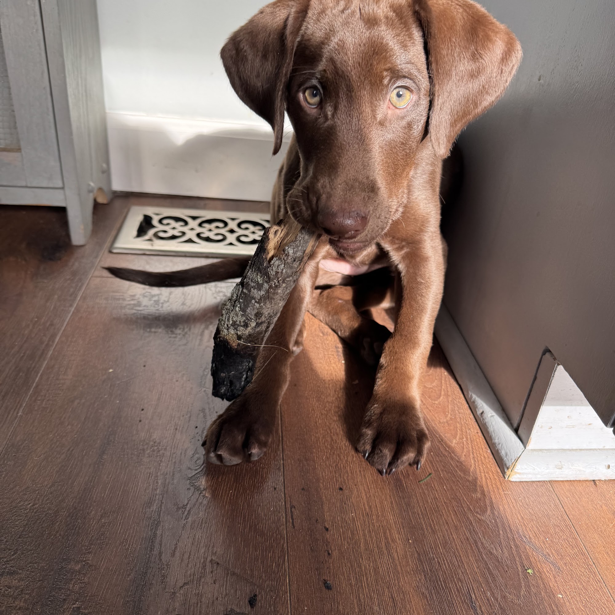 Black Partridge Kennels Metamora