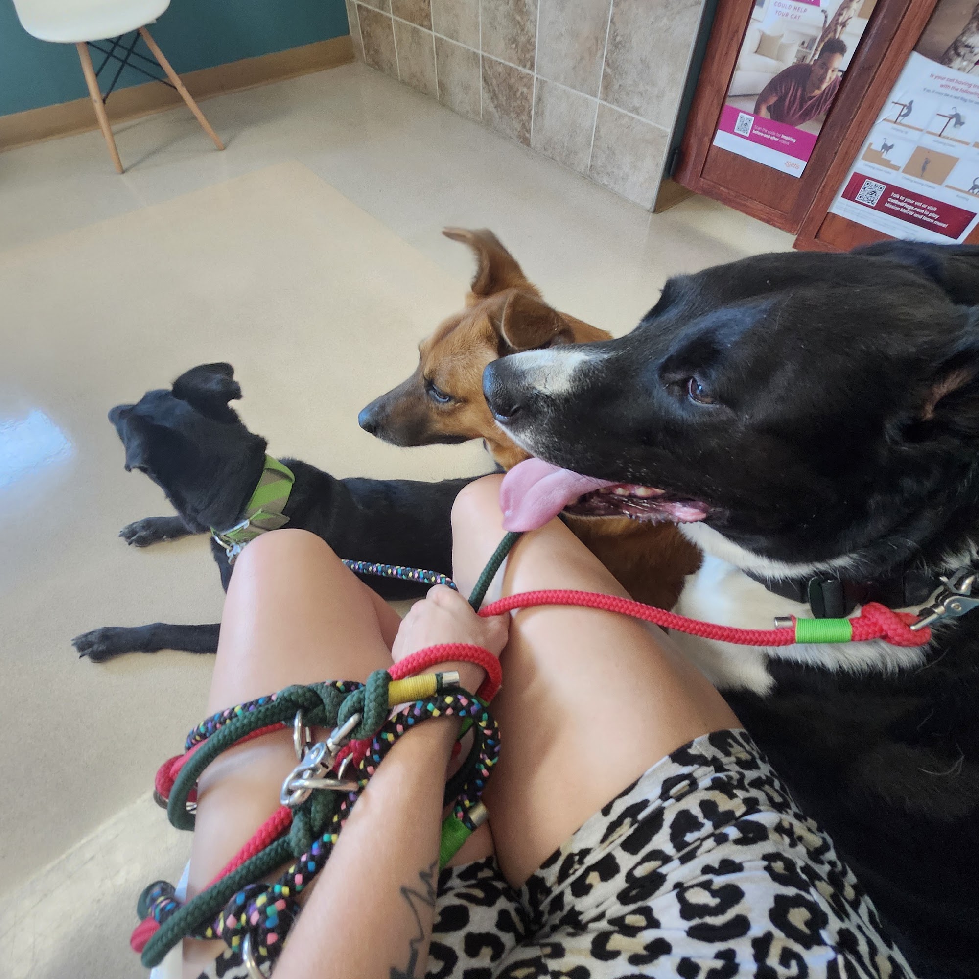 River's Edge Veterinary Hospital, INC. Metropolis