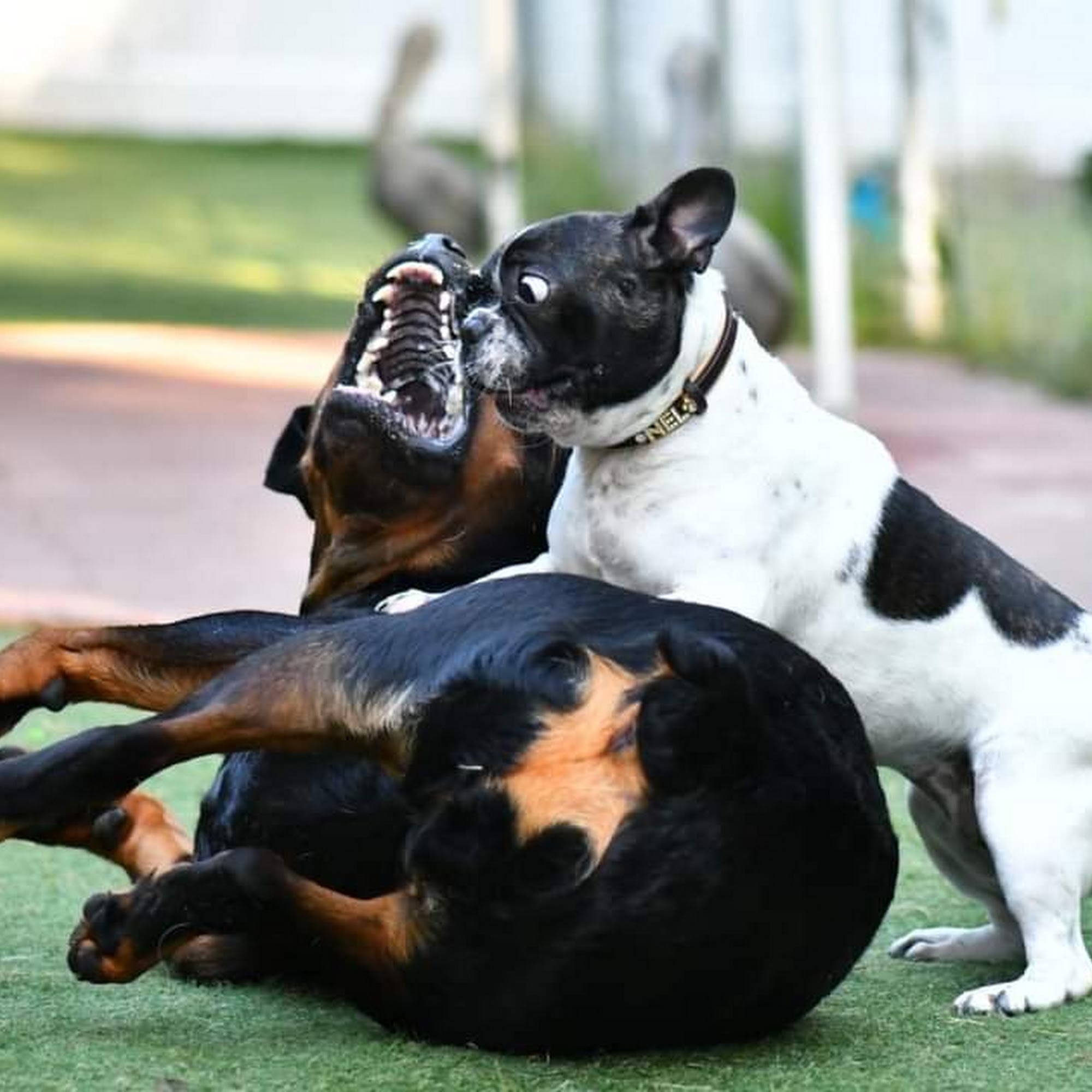 Mutt-tropolis 825 E 12th St, Metropolis Illinois 62960