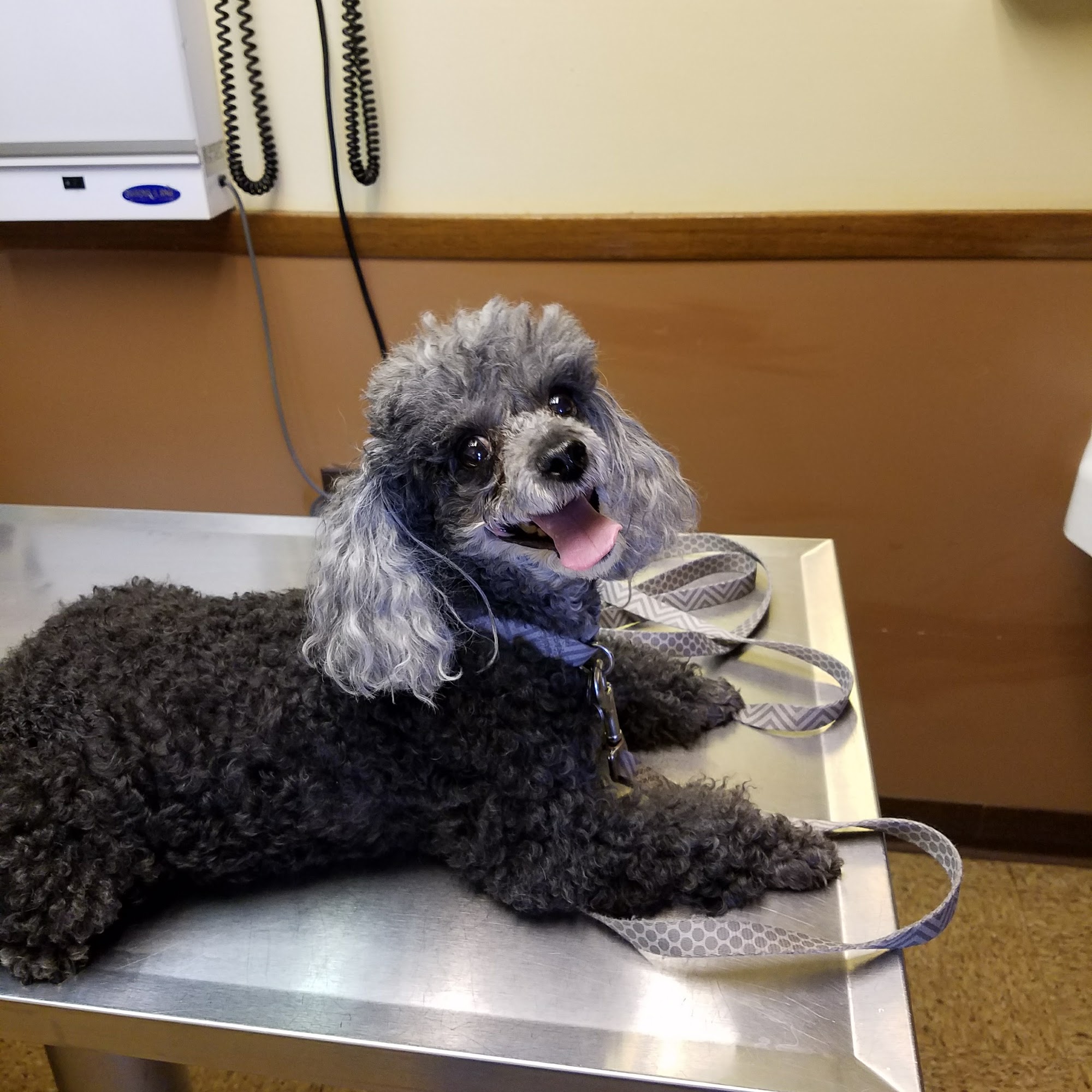 Midlothian Animal Clinic Midlothian