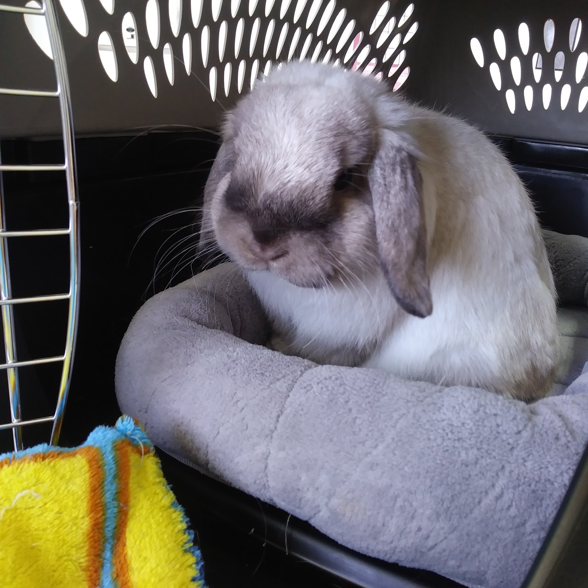 Quad City Pet Care Milan