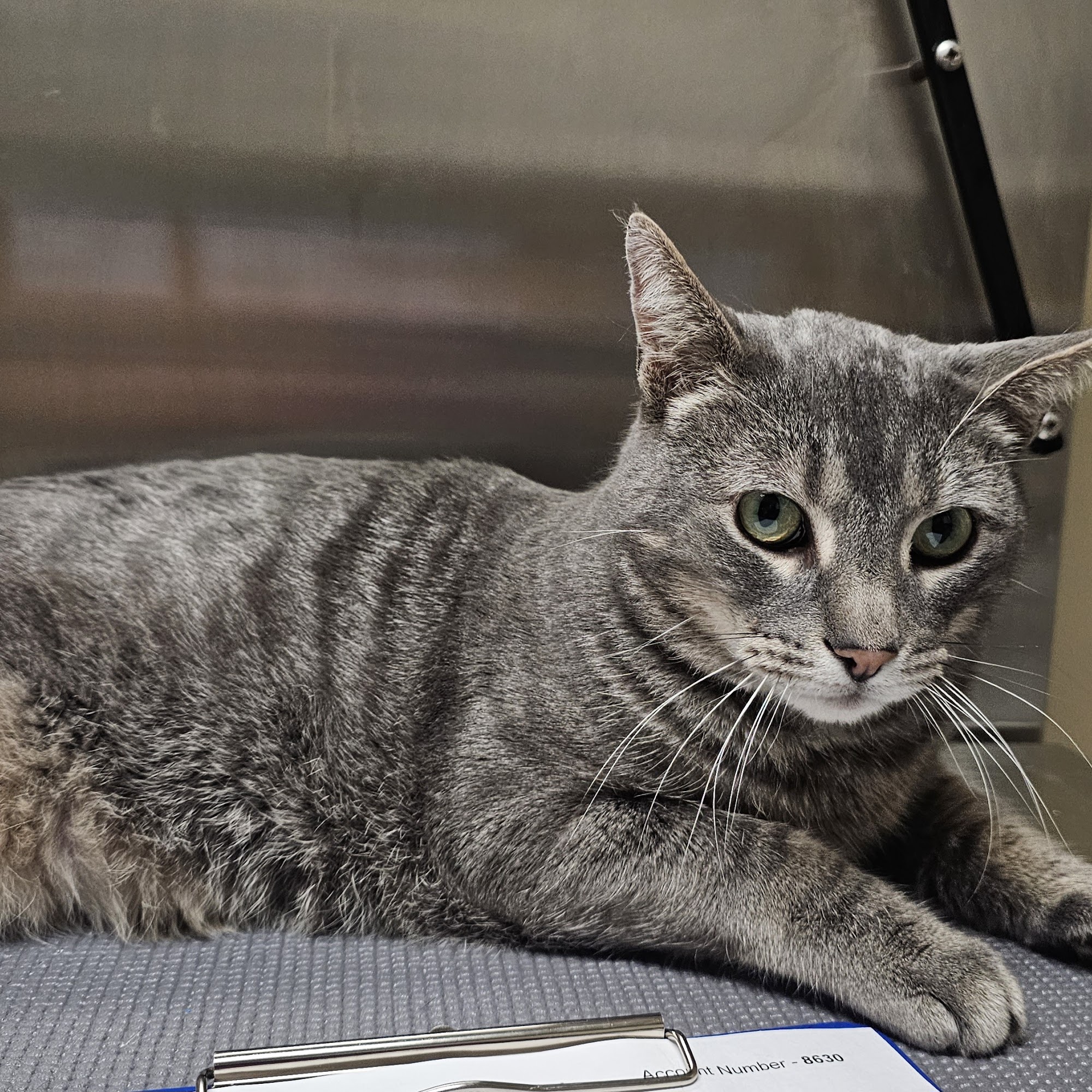 Minooka Animal Hospital Minooka