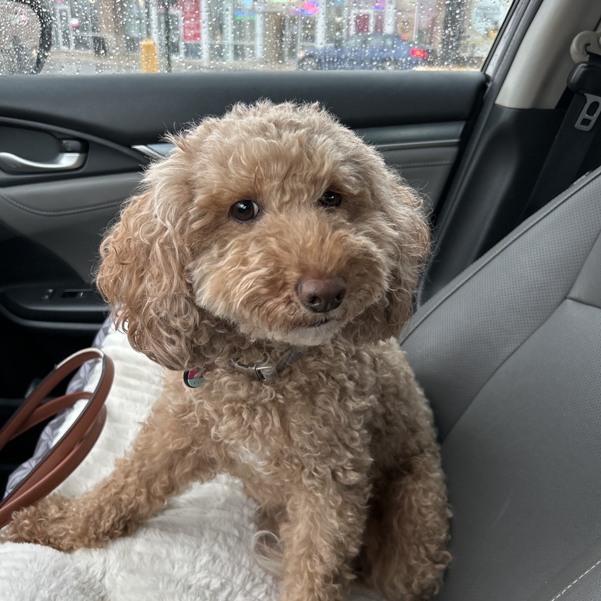 Goldens and Hounds Grooming Salon Mokena