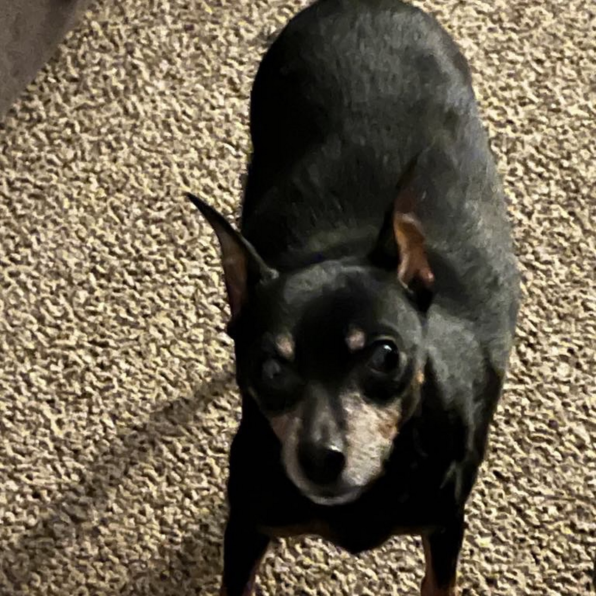 Oak Knoll Animal Hospital Moline