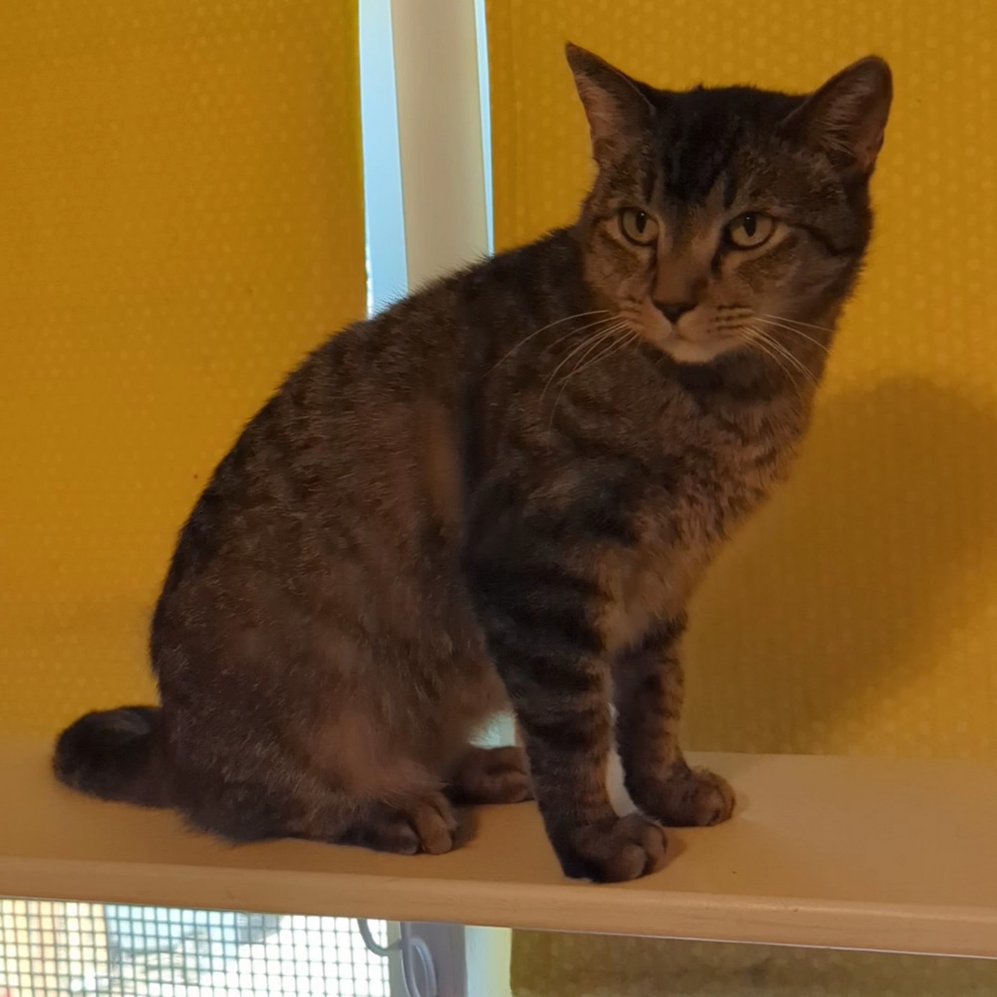 Animal Aid Humane Society Moline