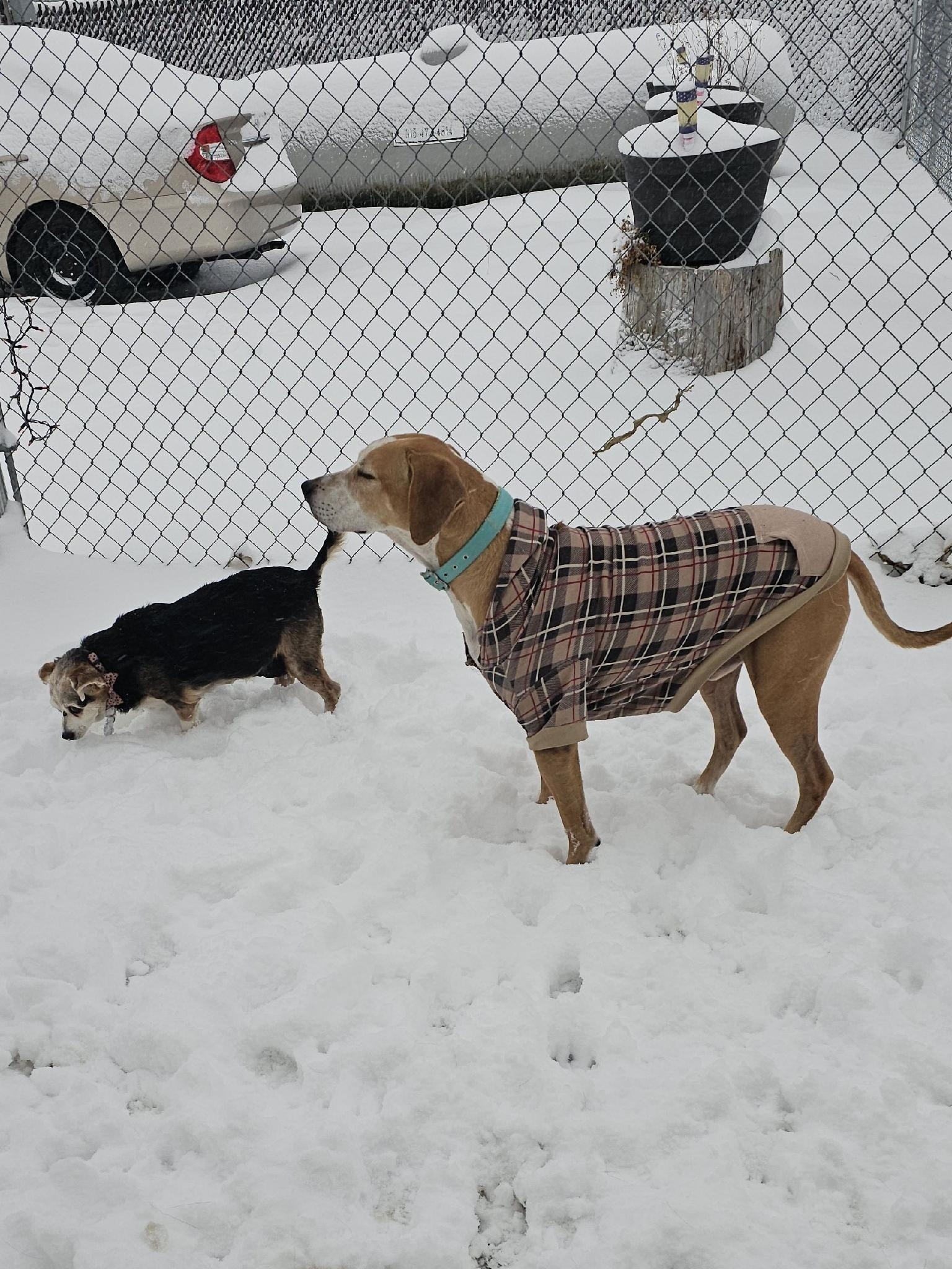 River Valley Pet Resort Momence