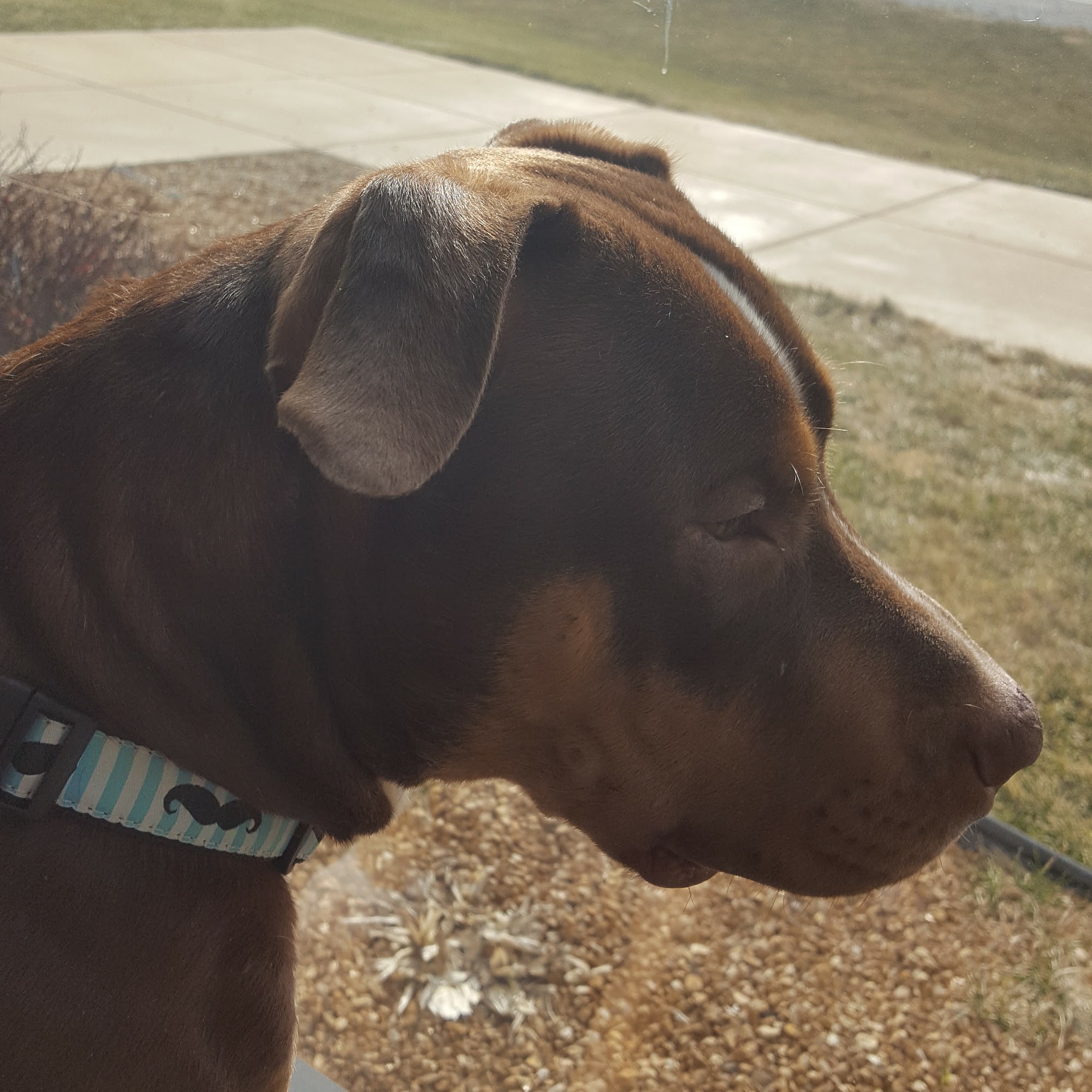 Animal Wellness Center Of Monee Monee