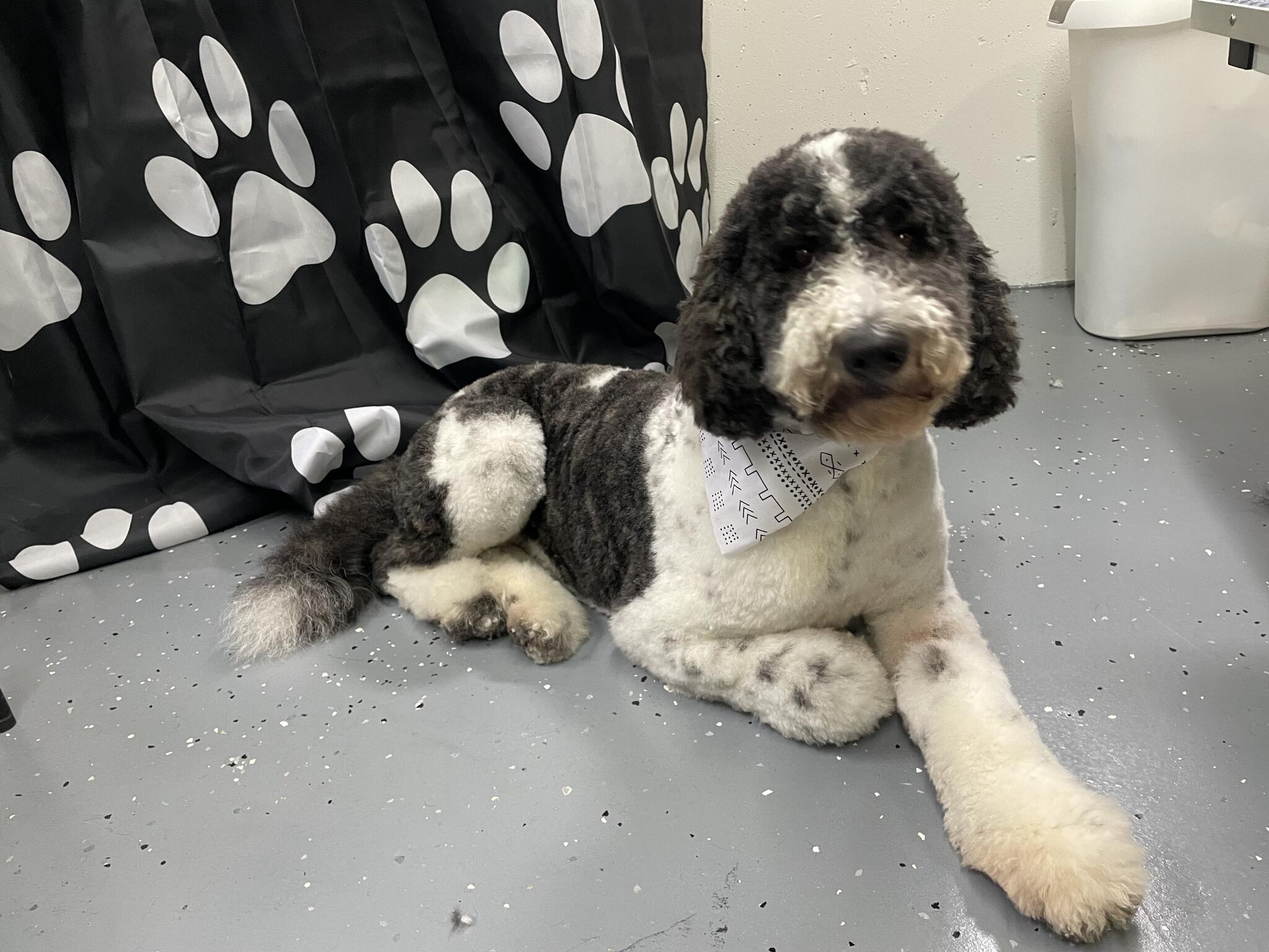 Three Little Birds Grooming Montgomery