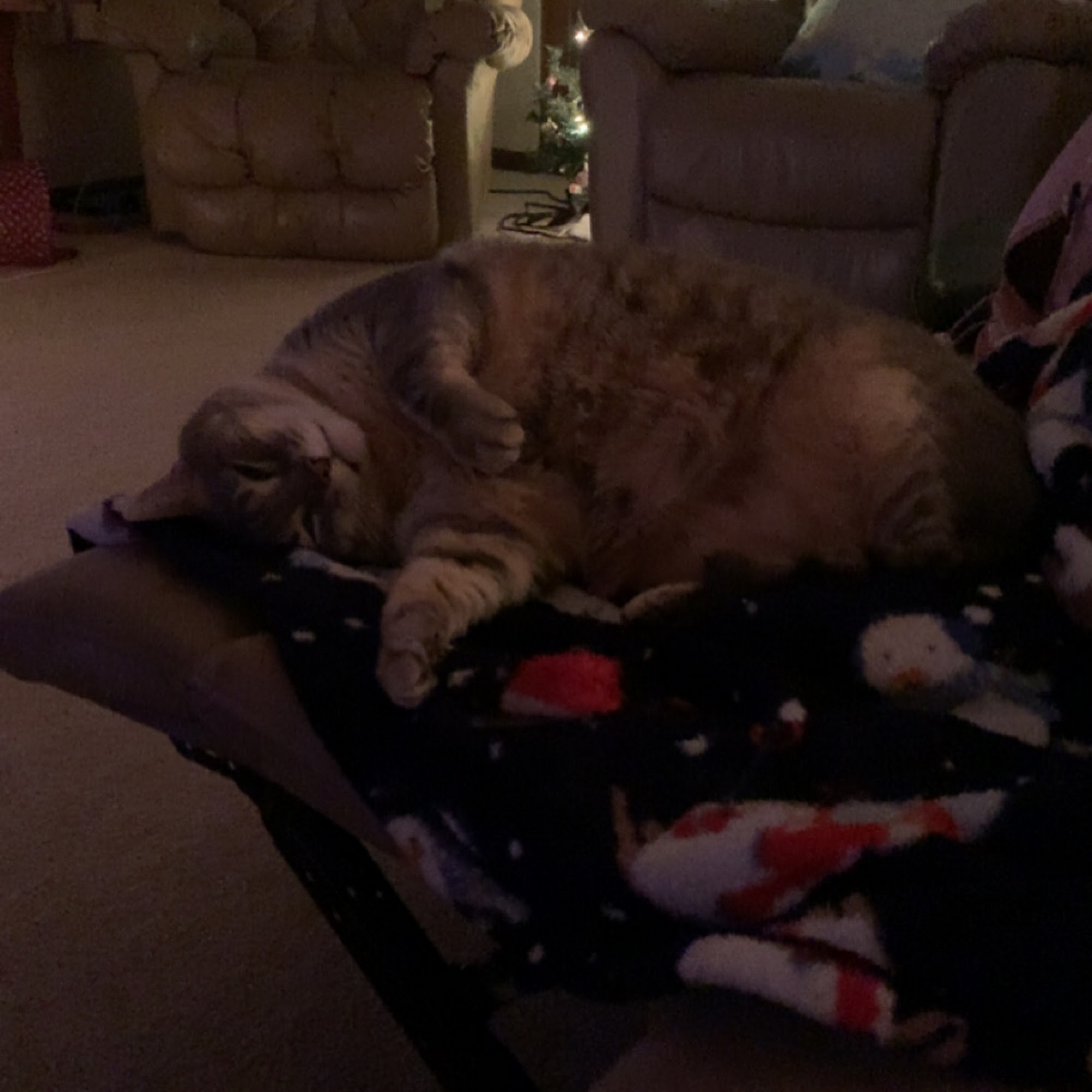 Lakewood Animal Hospital Morris