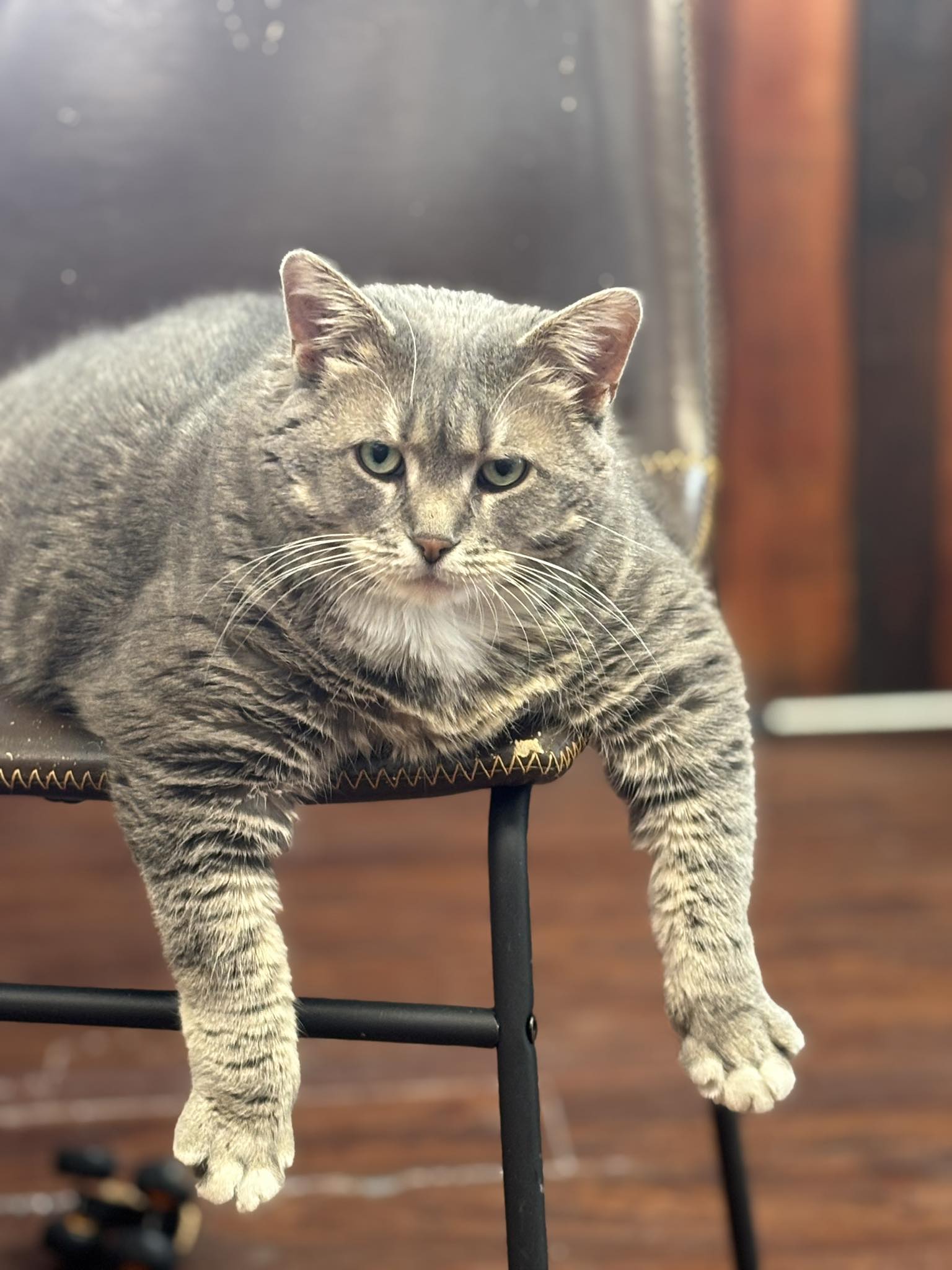 Nails & Tails Pet Grooming Morris