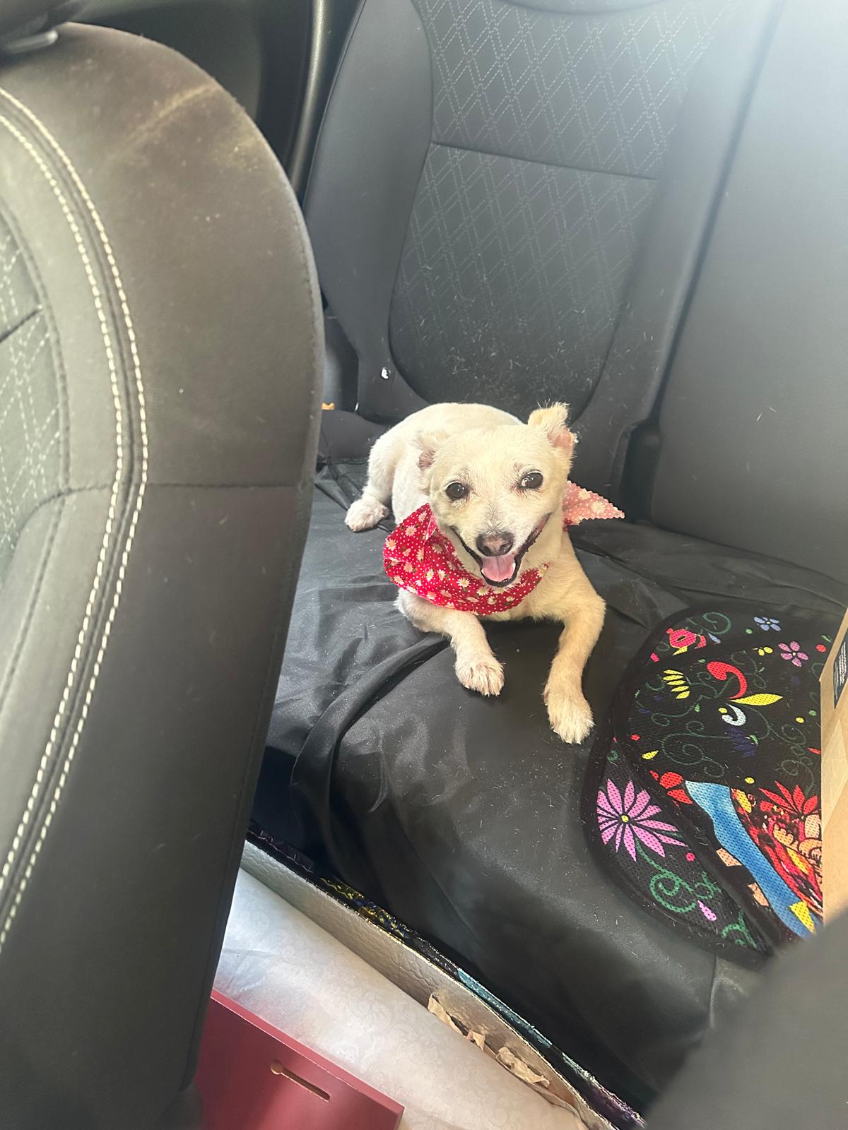 You Dirty Dog Morton