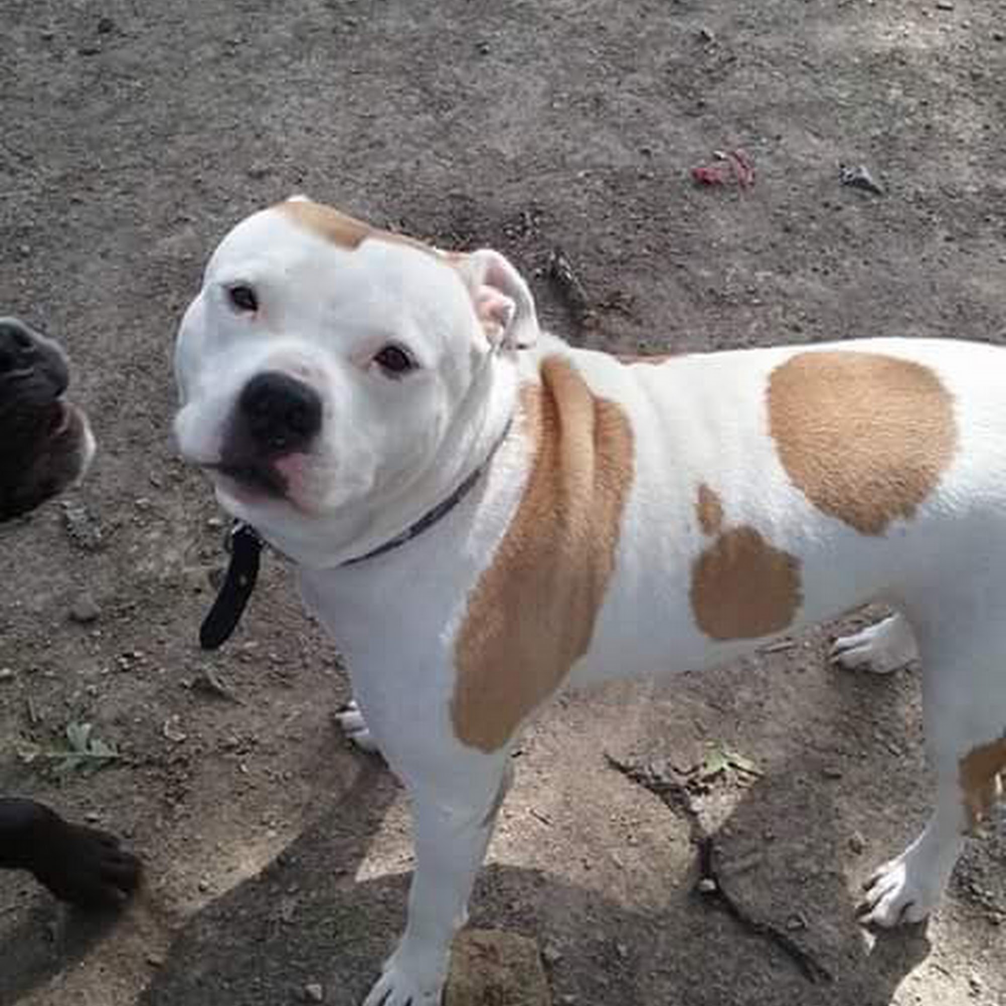 Heartland Veterinary Clinic Morton